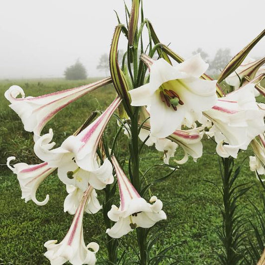 Formosa Lily- Tall Elegant Lilies From Seed