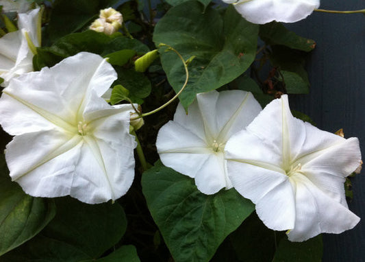 The Evening Garden- Gardening for Night Time Fragrance and Blooms