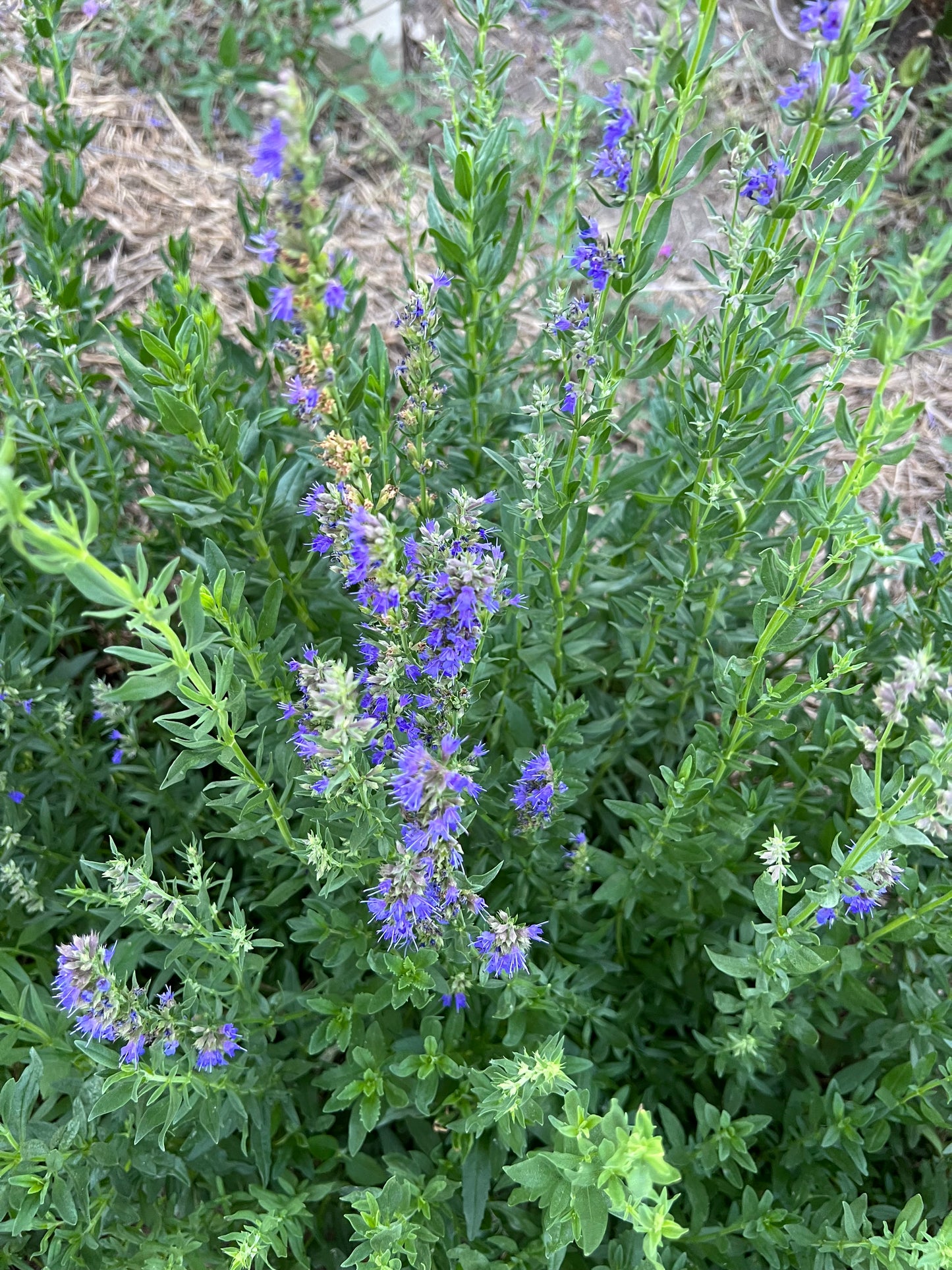 Blue Hyssop officinalis, Great for Bee Friendly Gardens and Herb Gardens