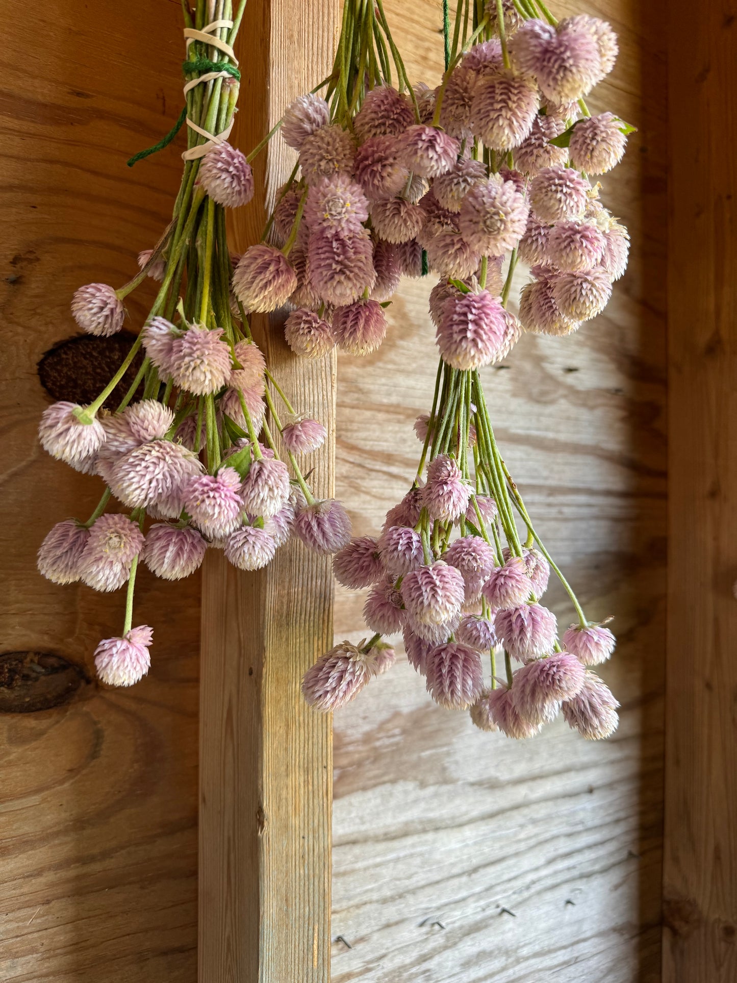 pale pink gomphrena drying in the potting shed