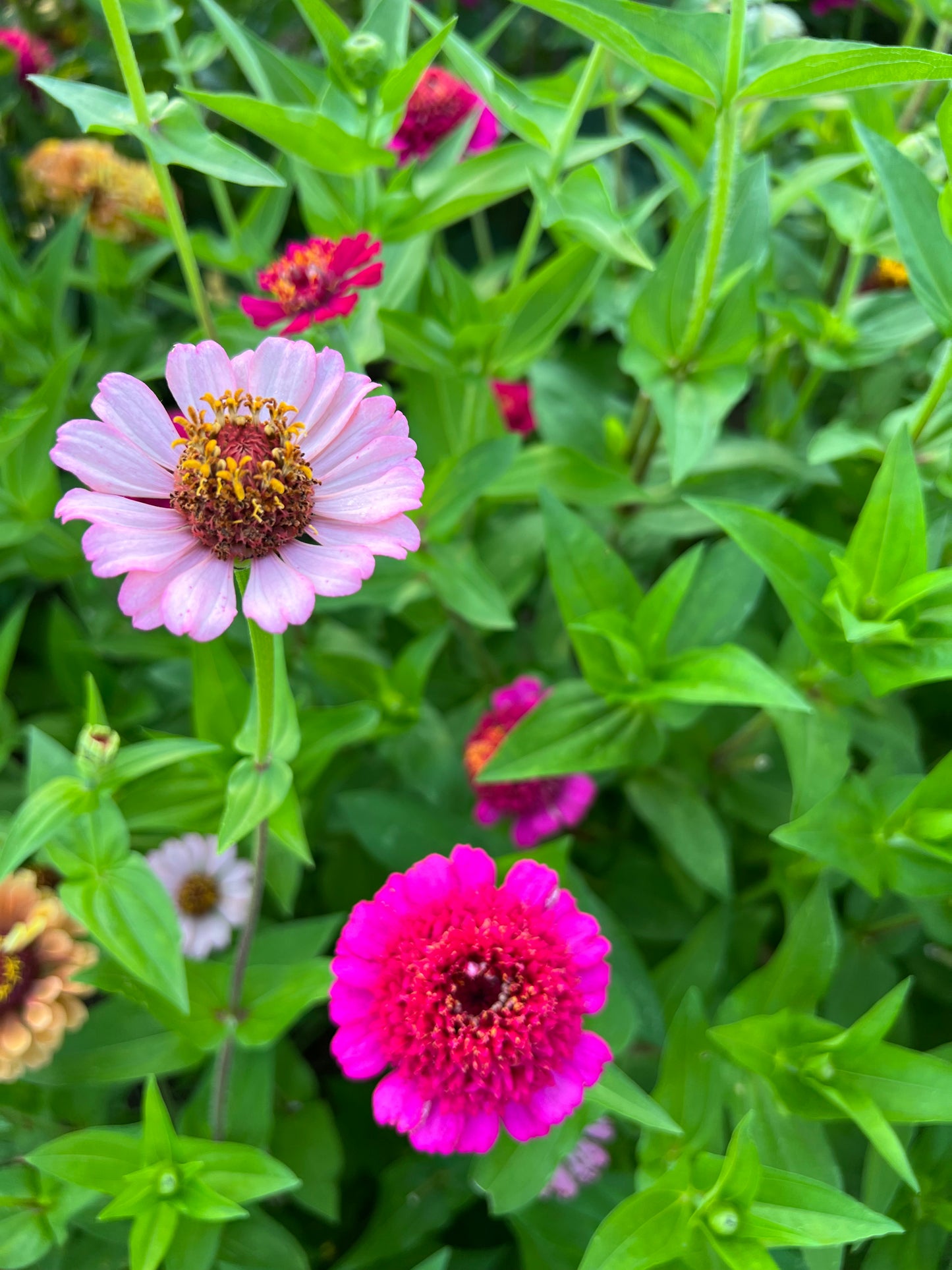 mixed colors of gumdrop zinnias