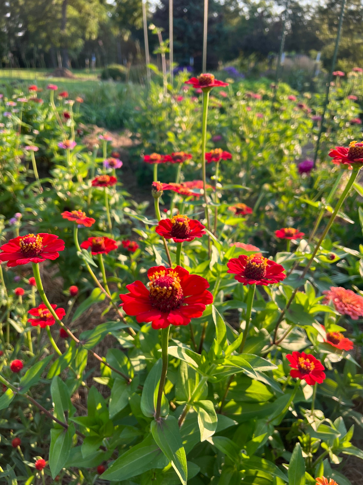 red scabiosa zinnia seeds