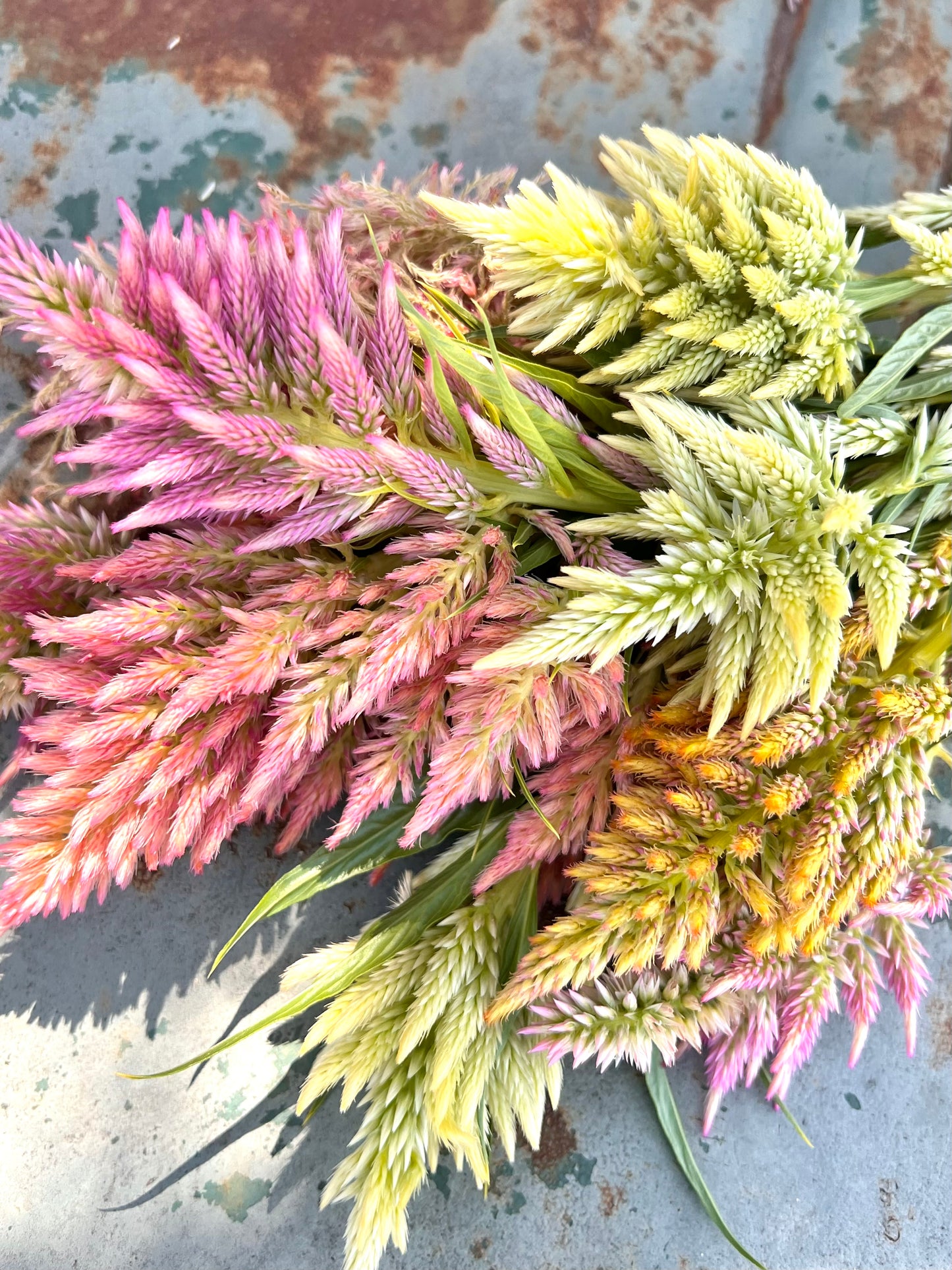 Plume Summer Sherbet Celosia in a rainbow of colors