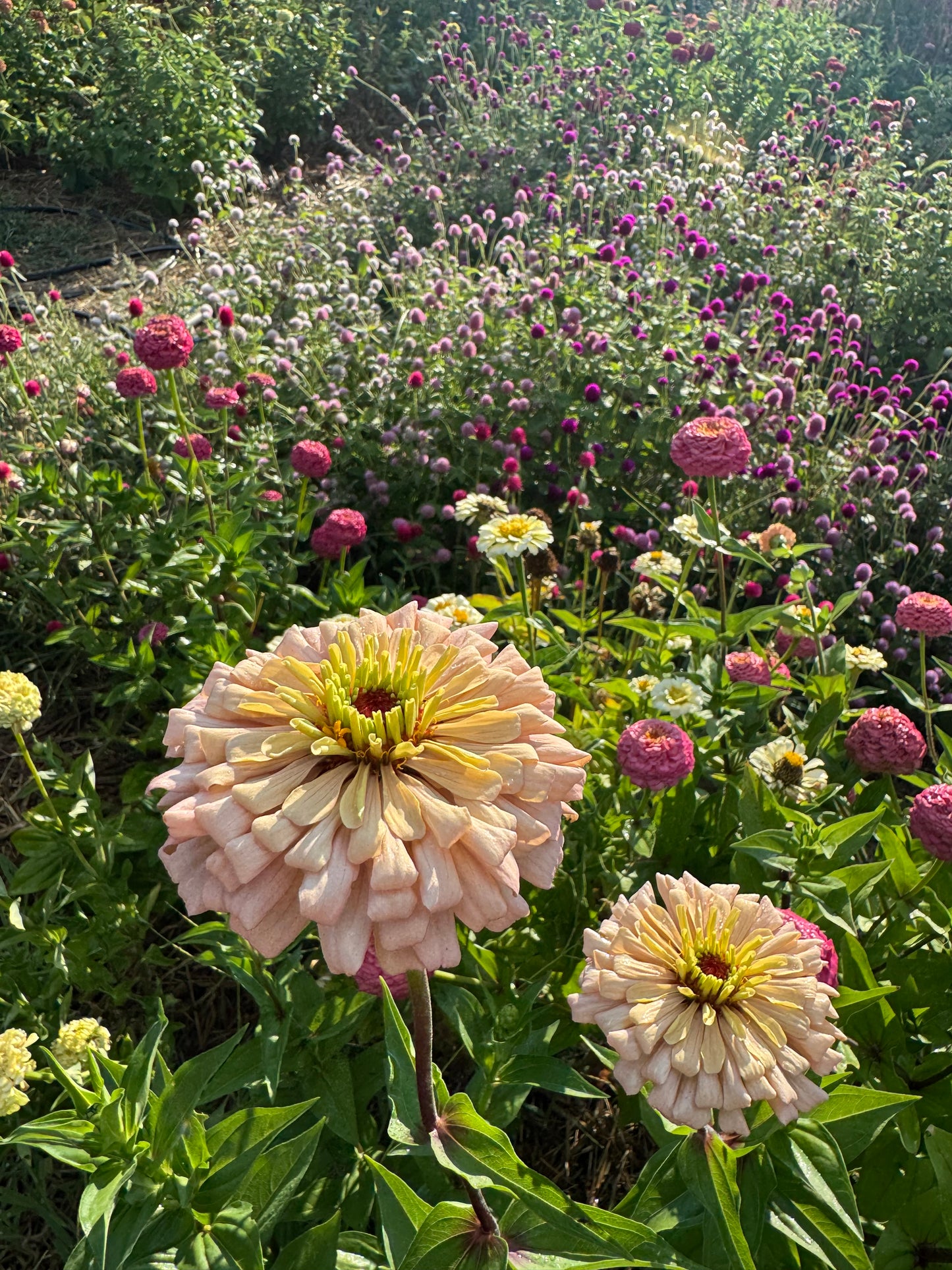 Ballerina Zinnia Seeds for Cut Flower Gardens