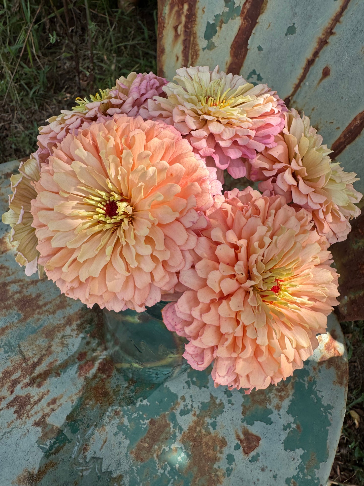 Ballerina Zinnia Seeds for Cut Flower Gardens