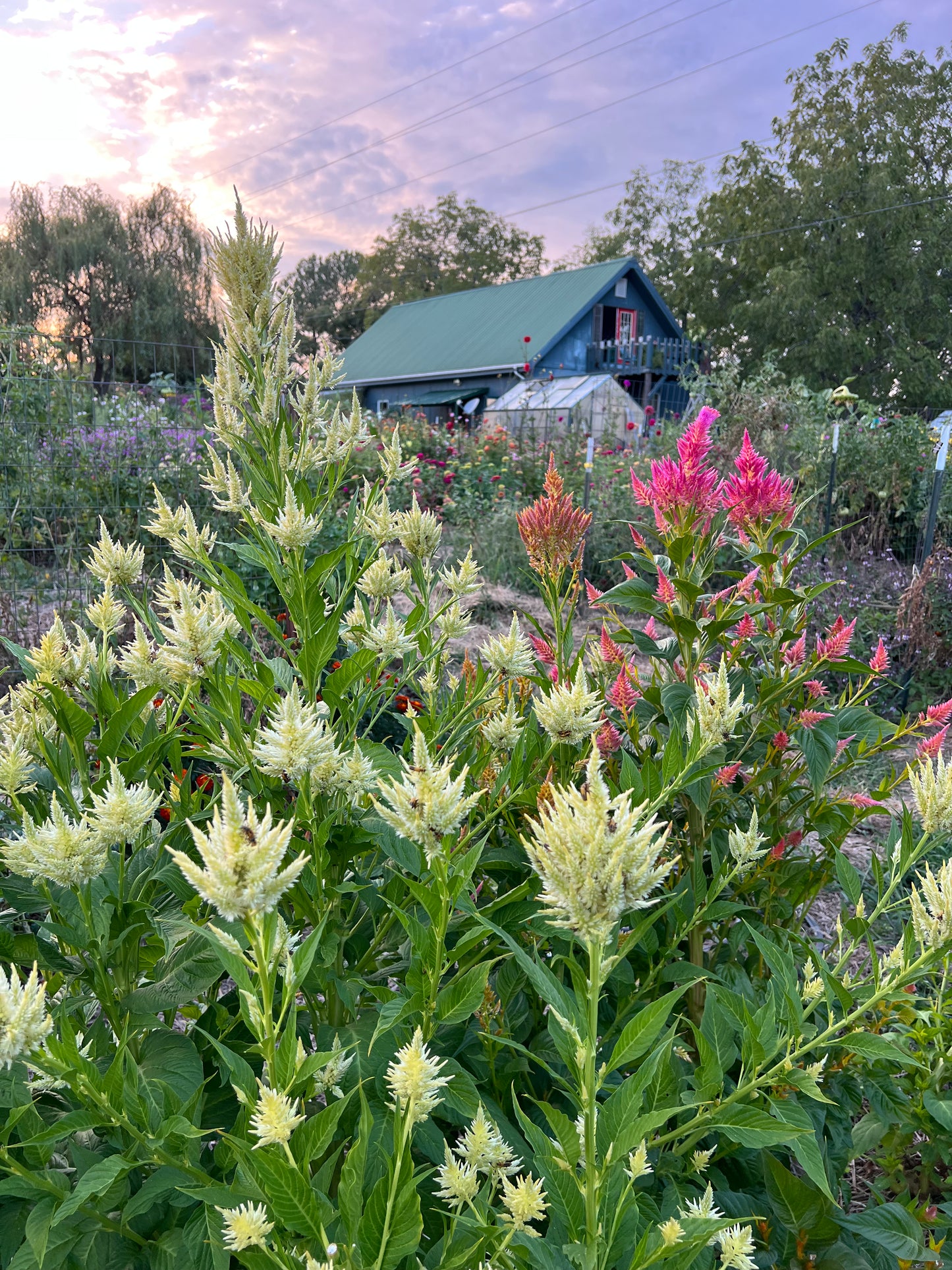 mixed colors of rainbow summer sherbet celosia