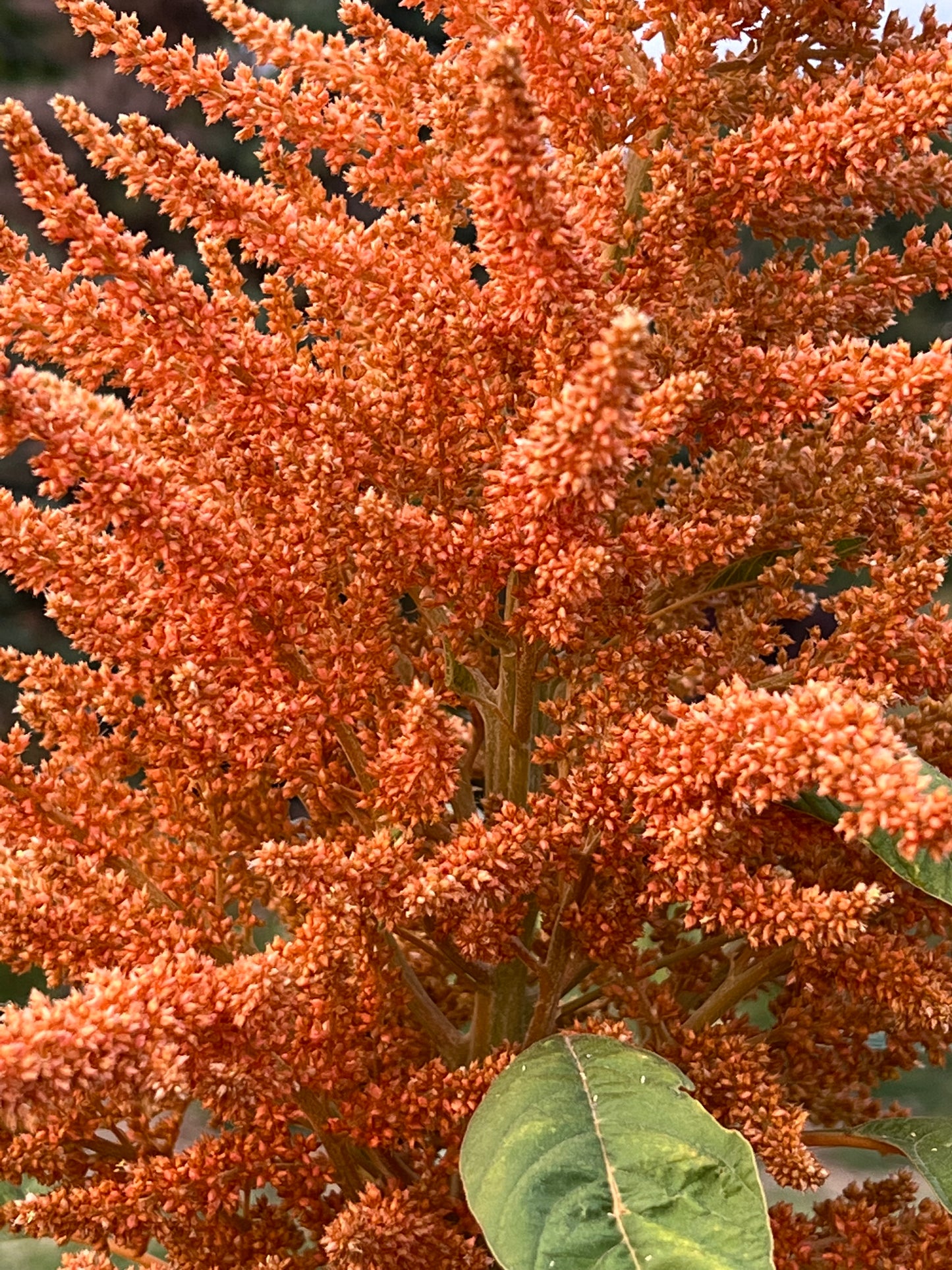 large plume flowers of giant orange amaranth