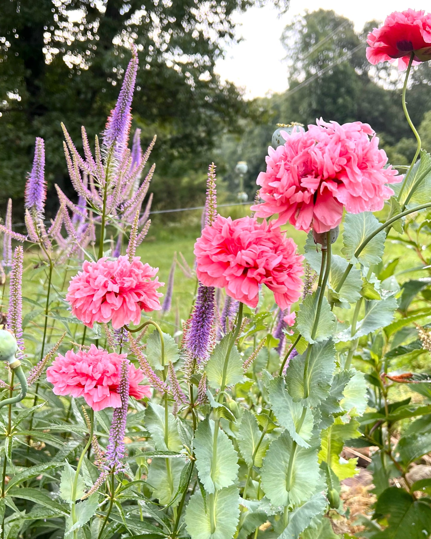 Pink double peony poppy seeds in the cottage garden