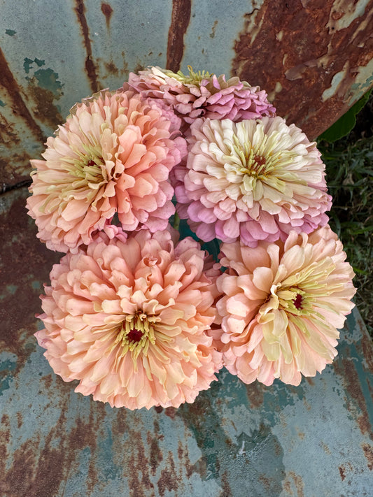 Ballerina Zinnia Seeds for Cut Flower Gardens