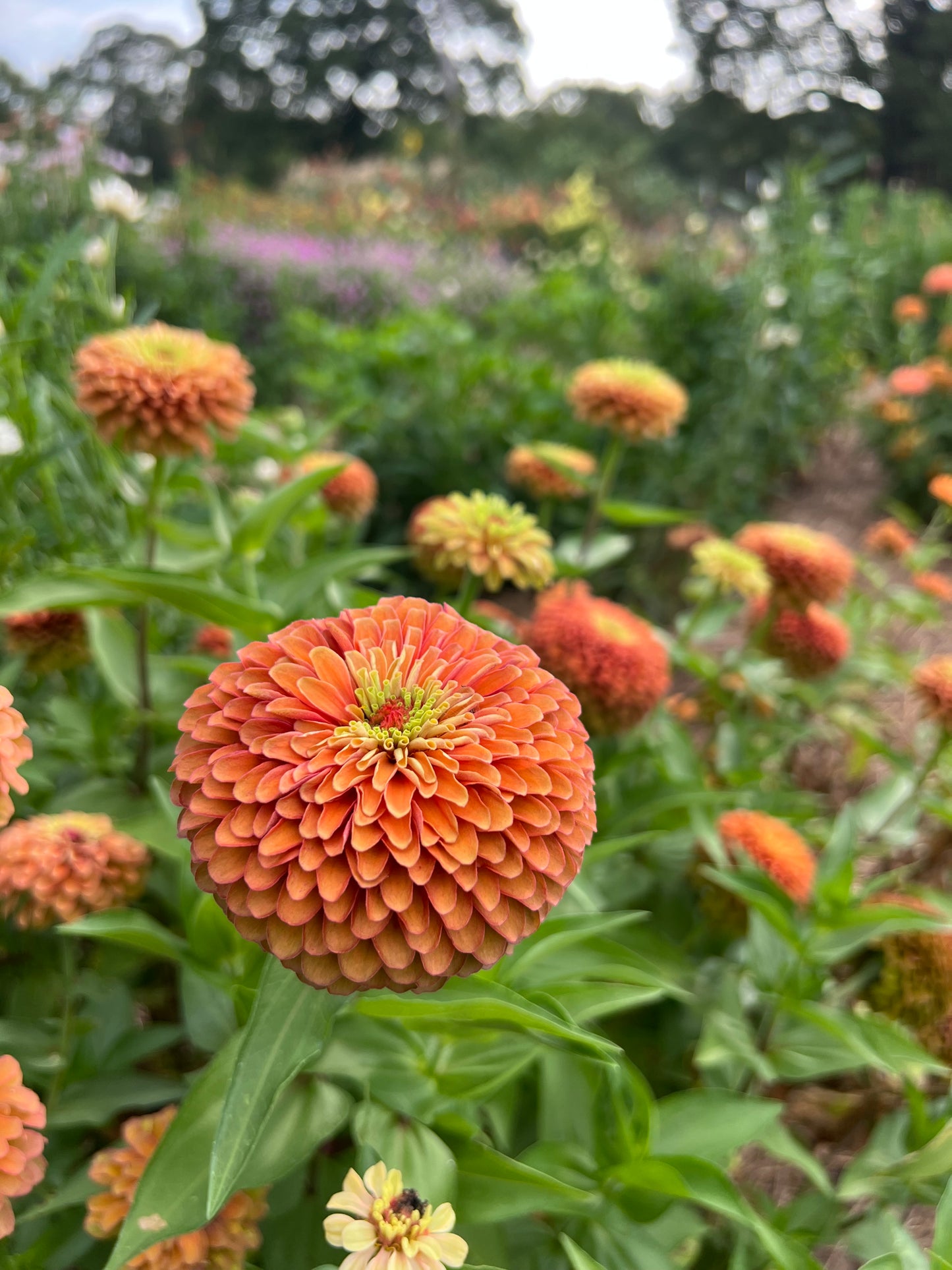 Queen Lime Orange Zinnia Seeds, Unusual Zinnia for Cut Flower Garden and Butterfly Gardens