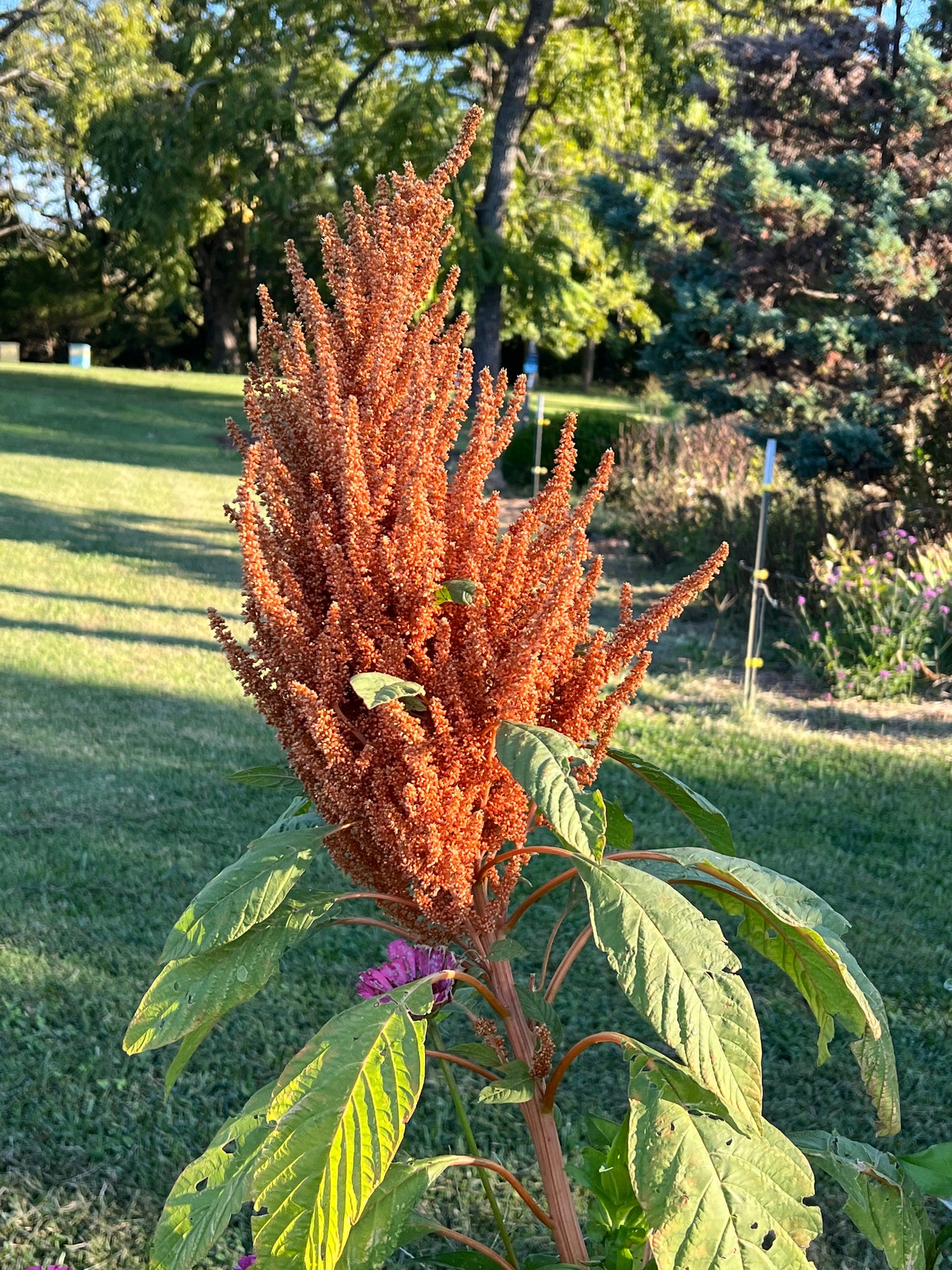 seeds for chinese giant orange amaranth