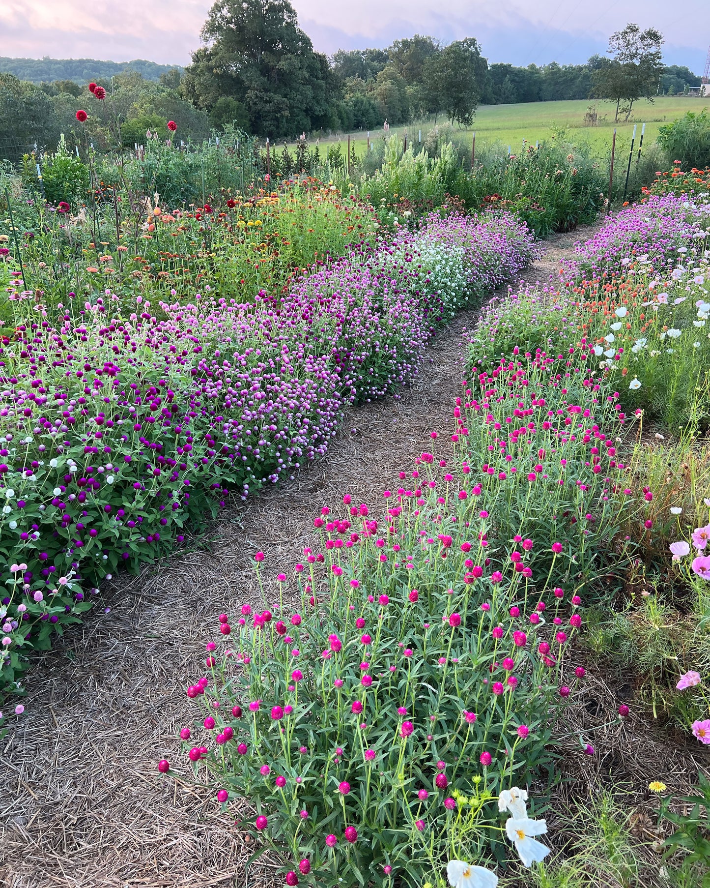 annual gomphrena in the summer cut flower garden