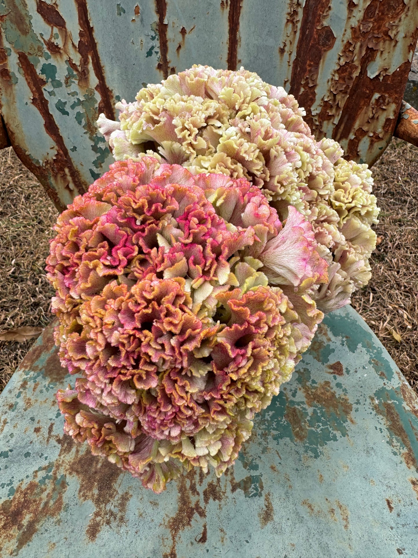 dusty rose gold celosia is an excellent cut flower