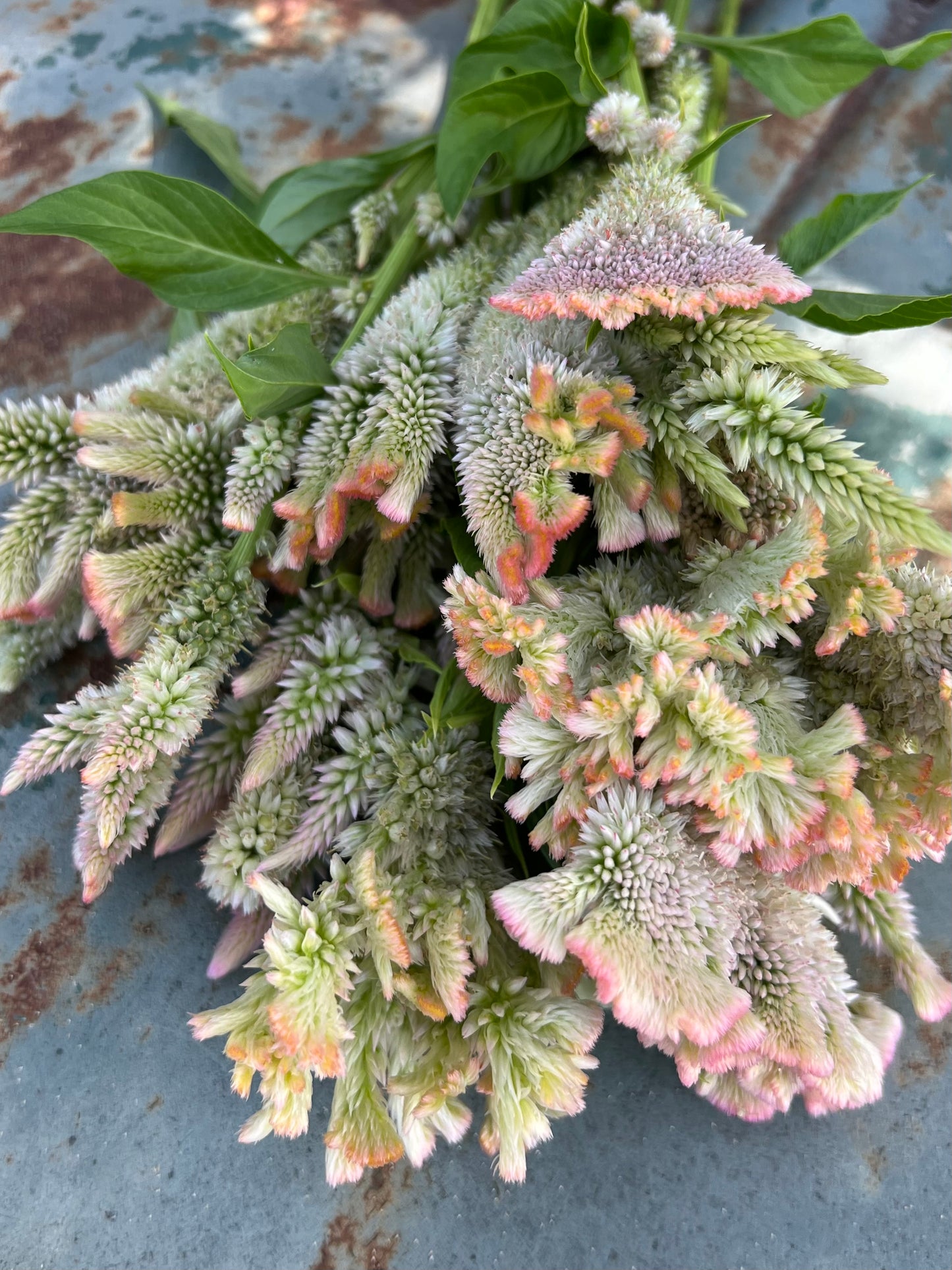champagne mix celosia seed