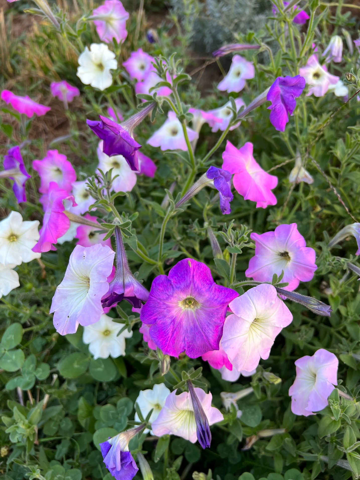 Vining Petunia Seed Mix, Old Fashioned Fragrant Petunia