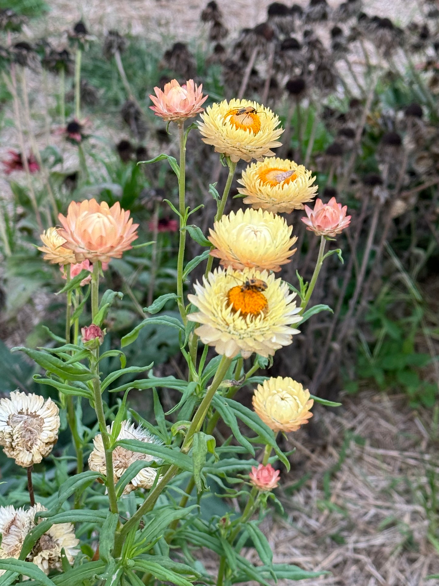 seashell mix strawflower seeds