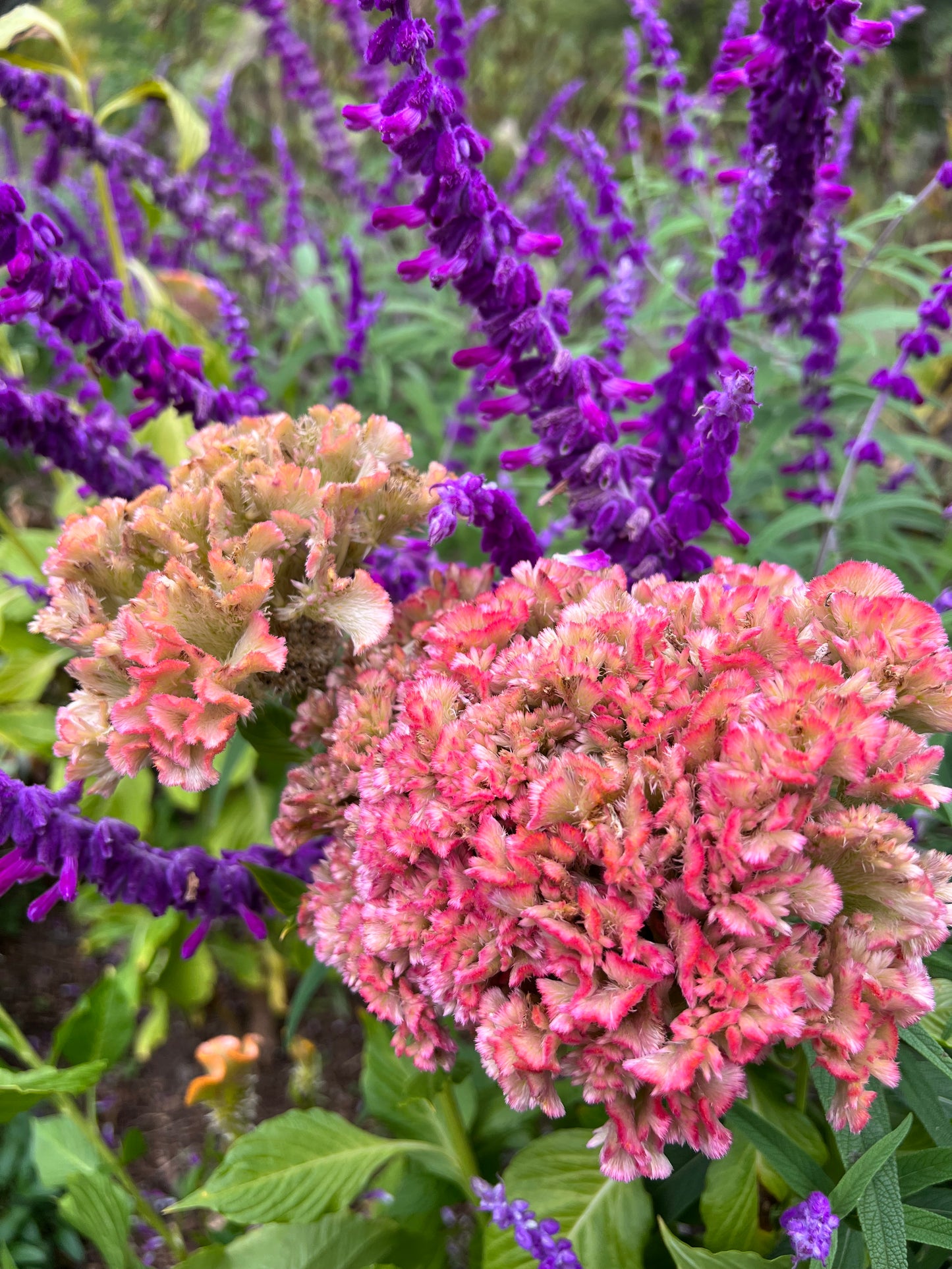 Crystal Beauty Celosia Seeds, Copper Colored Celosia for Cut Flower Gardens