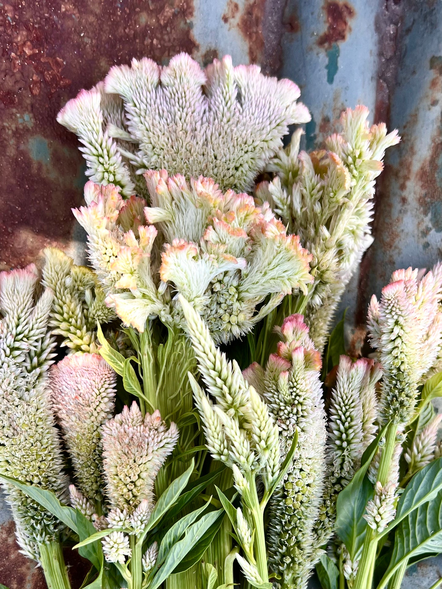 champagne celosia for cut flower gardens