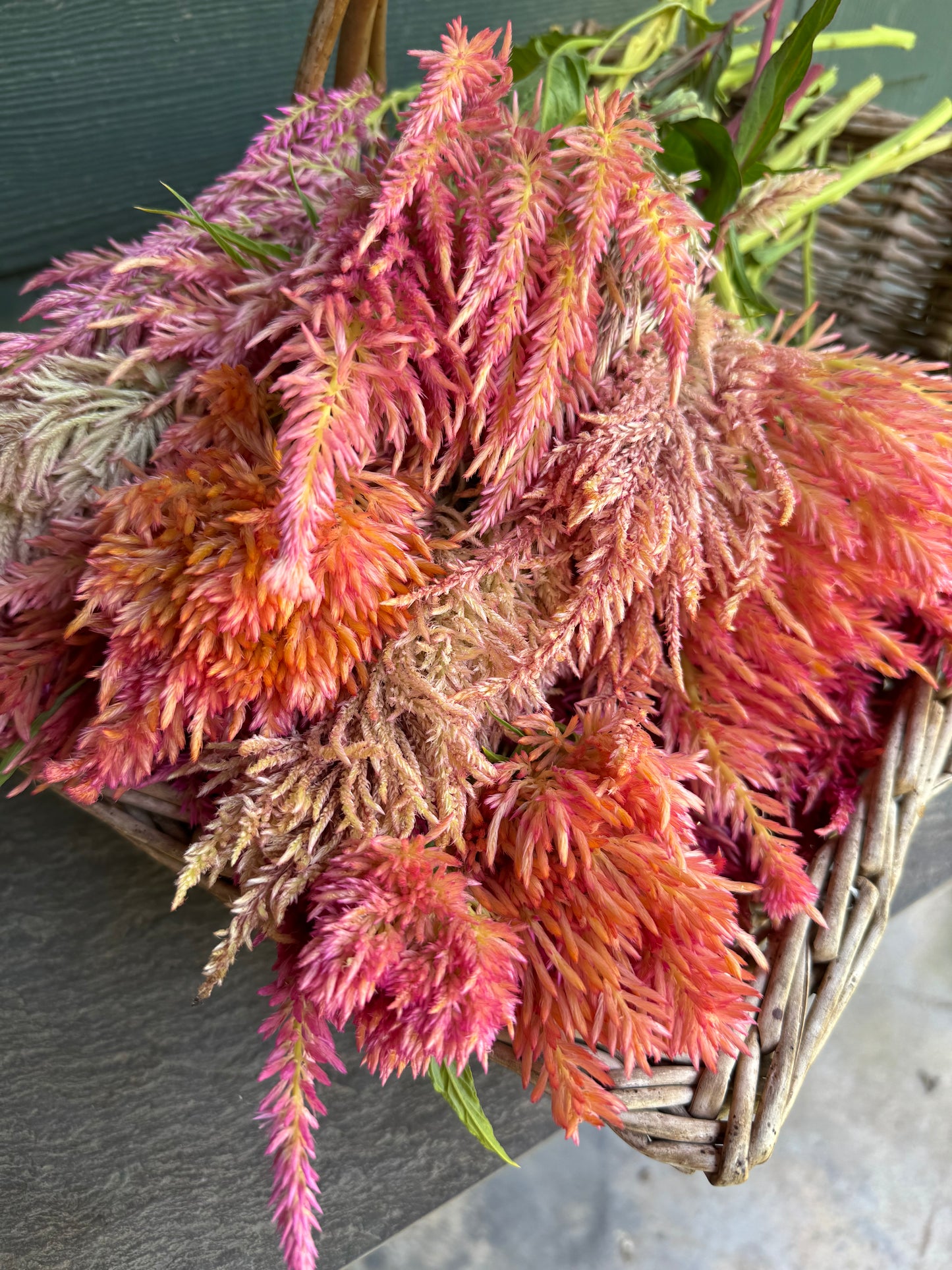 summer sherbet celosia plumes