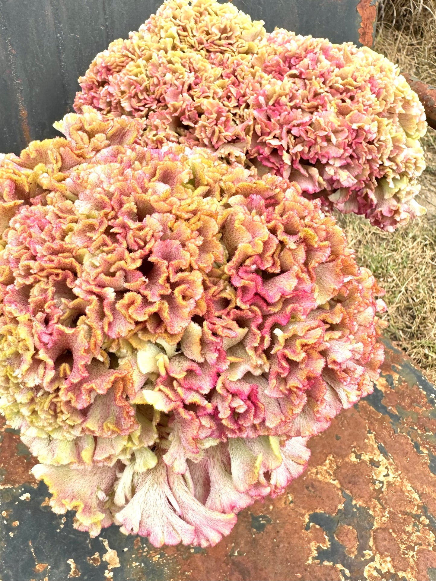 brain type blooms of rose gold celosia