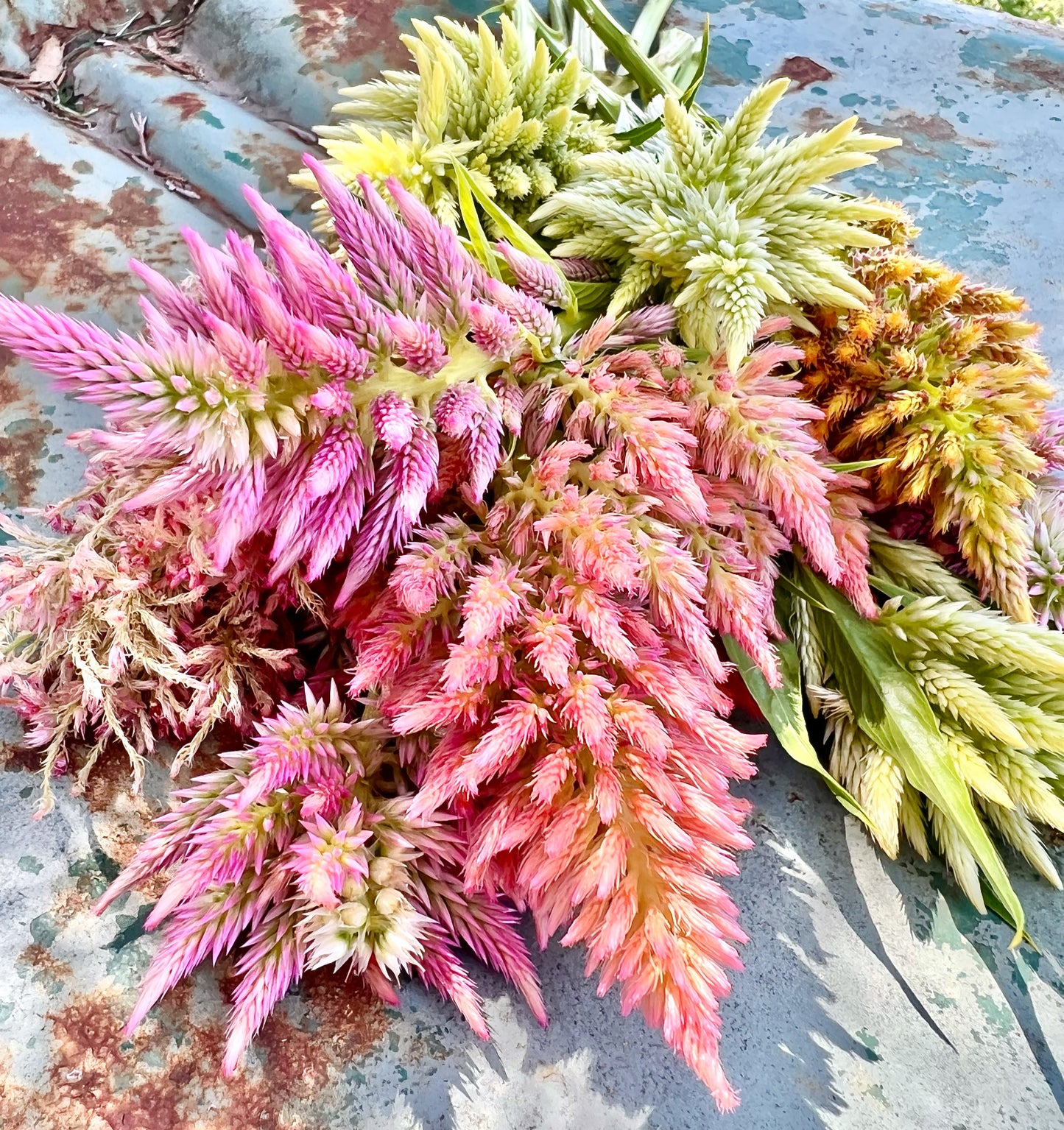 Celosia Seed Collection, 10 Varieties of Annual Celosia Seed