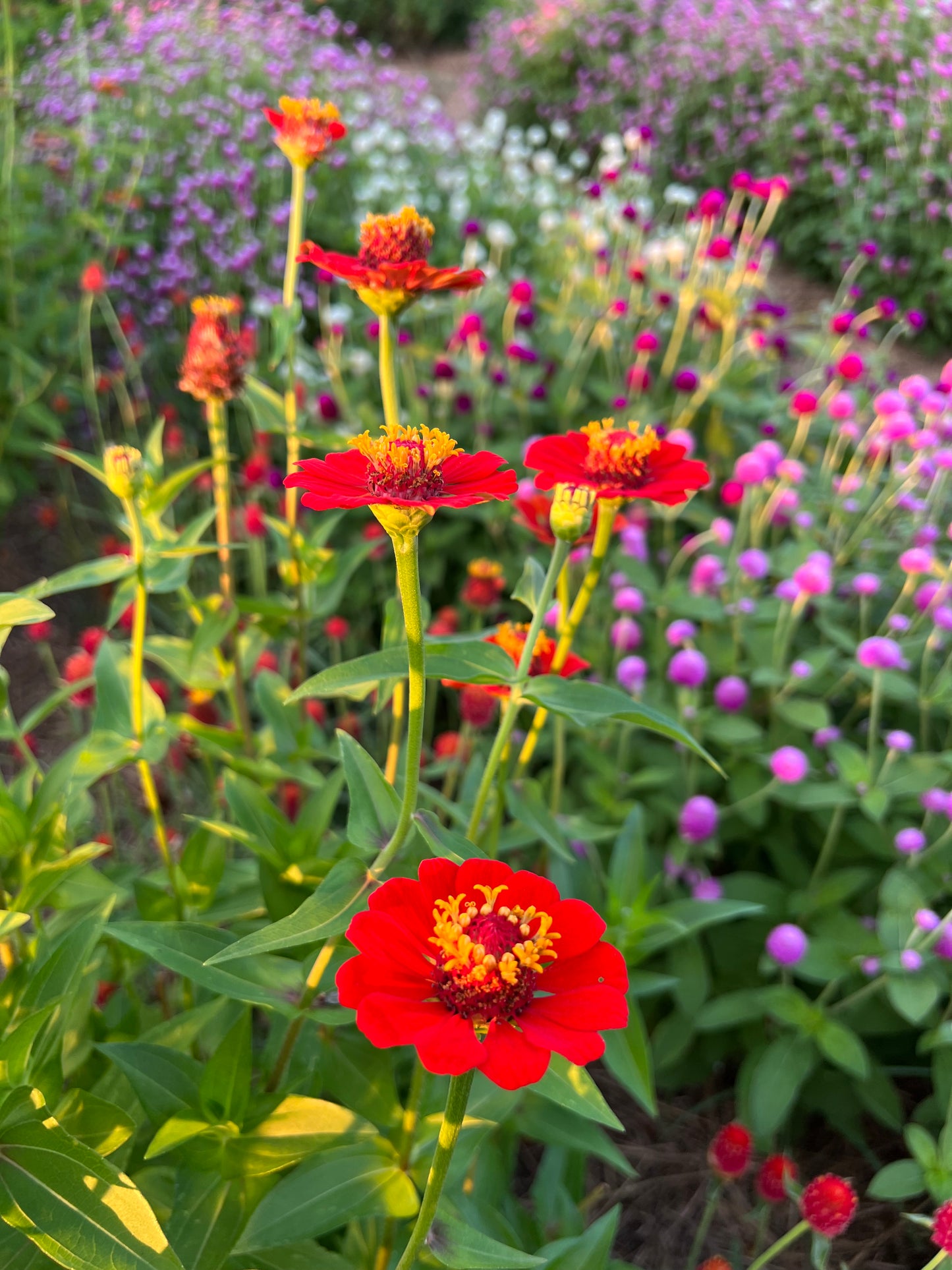 scabiosa zinnia in the cut flower garden