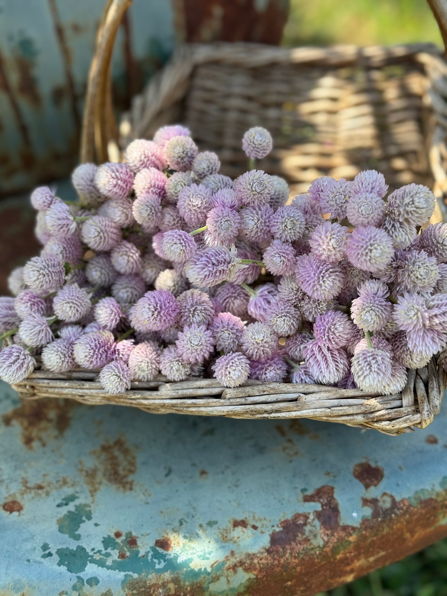 pale pink gomphrena can be used fresh or in dried floral crafts