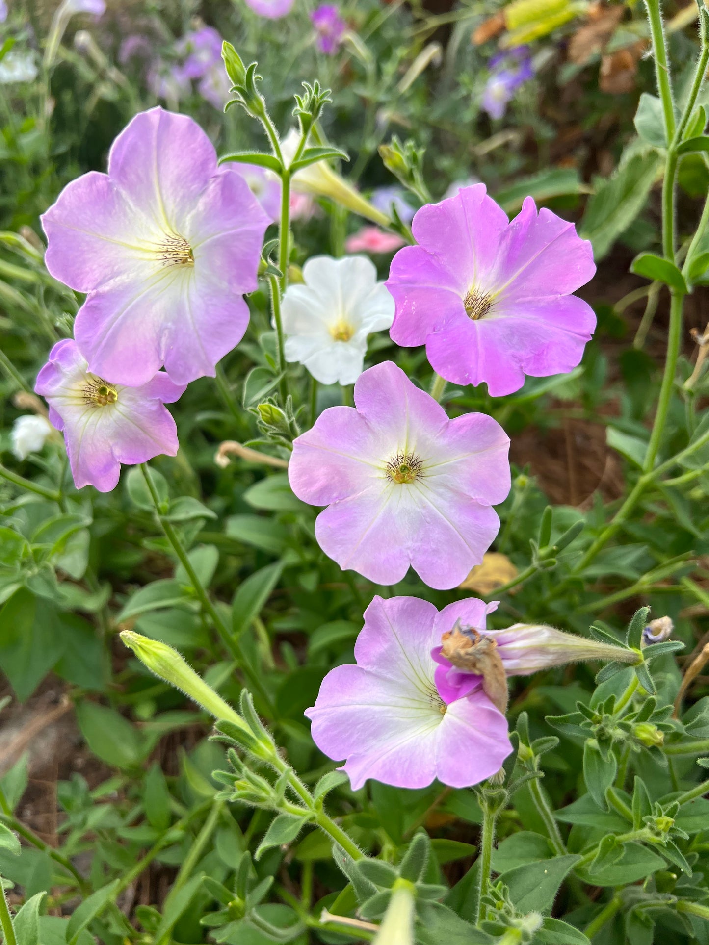 petunia mix seed
