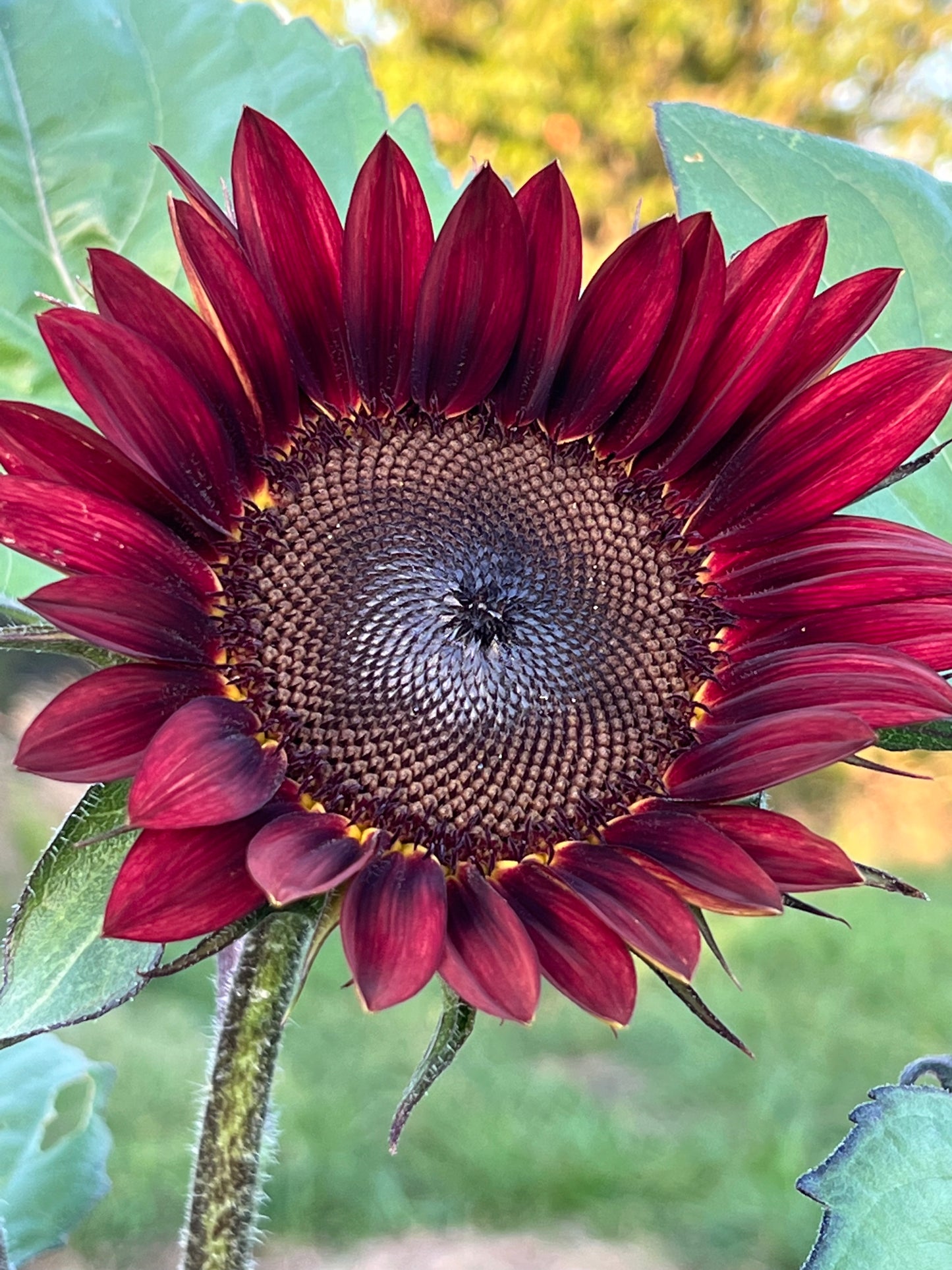 Rouge Royale Sunflower Seeds, Easy to Grow Sunflowers, Great for Pollinator Gardens