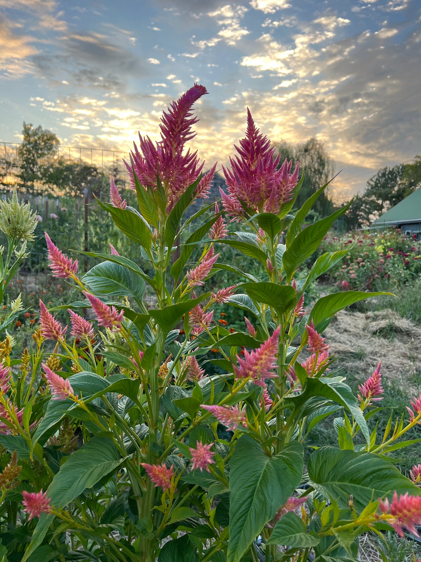 plume celosia summer sherbet in the evening garden