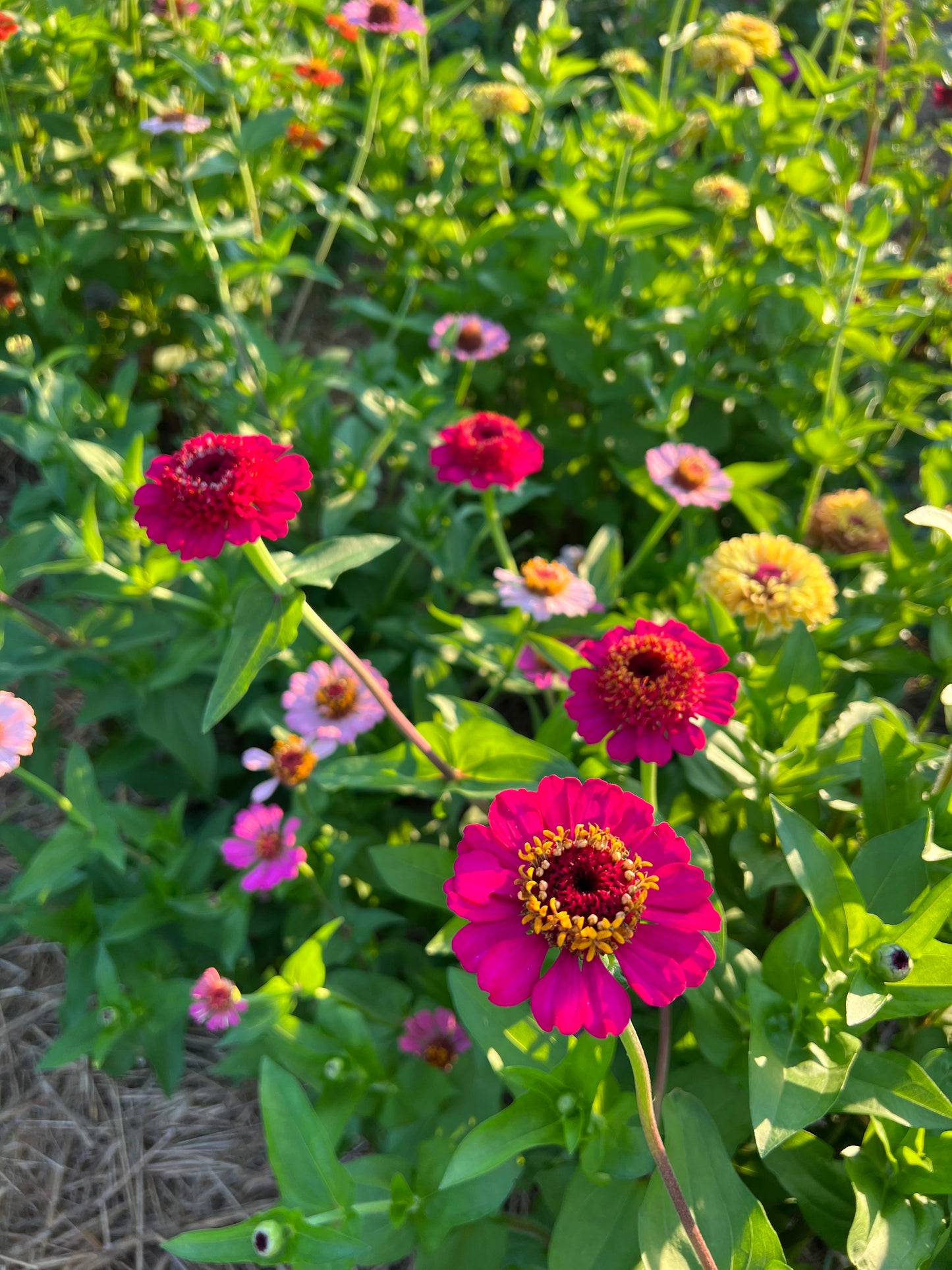 scabiosa zinnia seeds for cut flower gardens