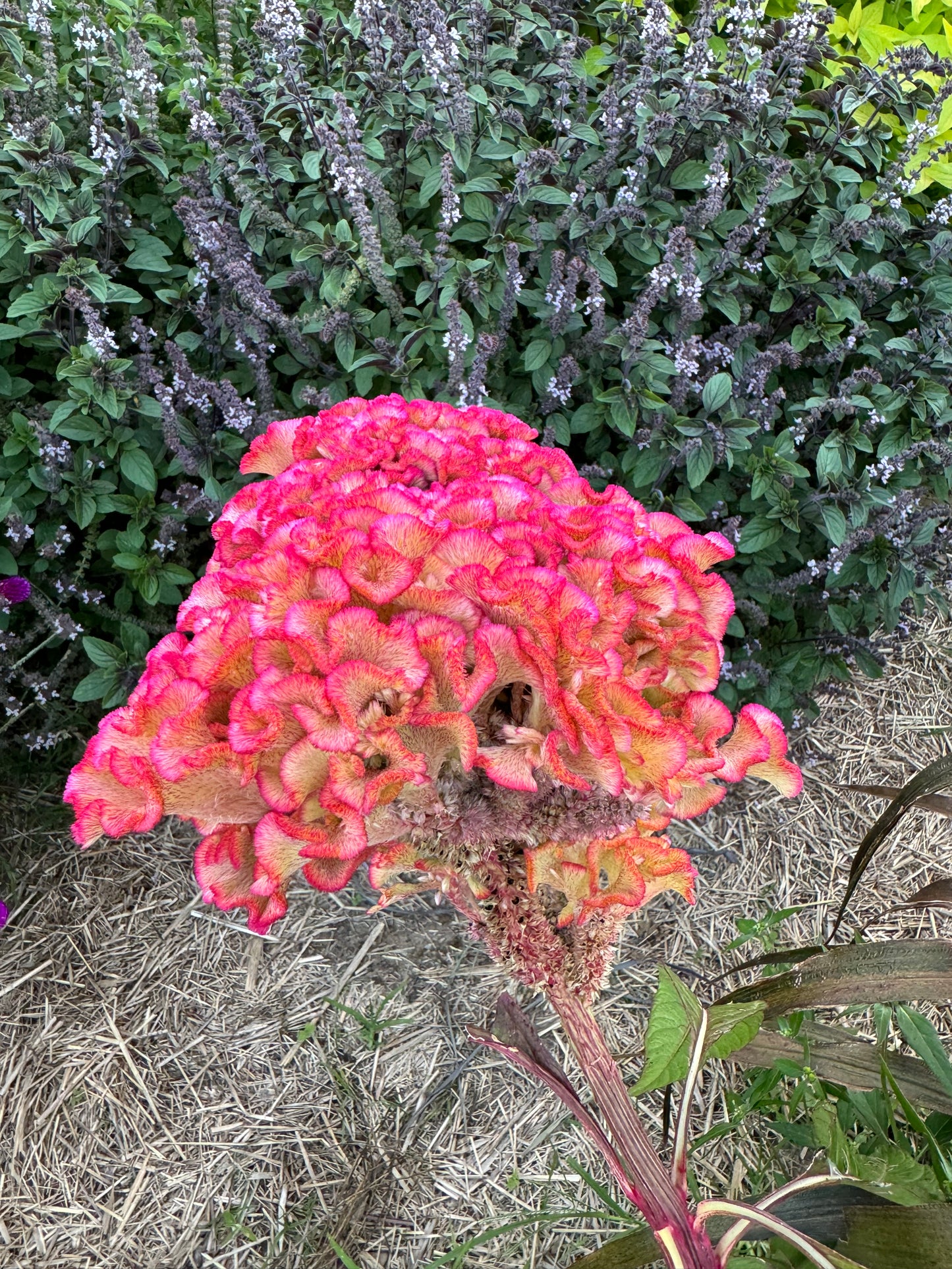 pink blooms of rose gold celosia