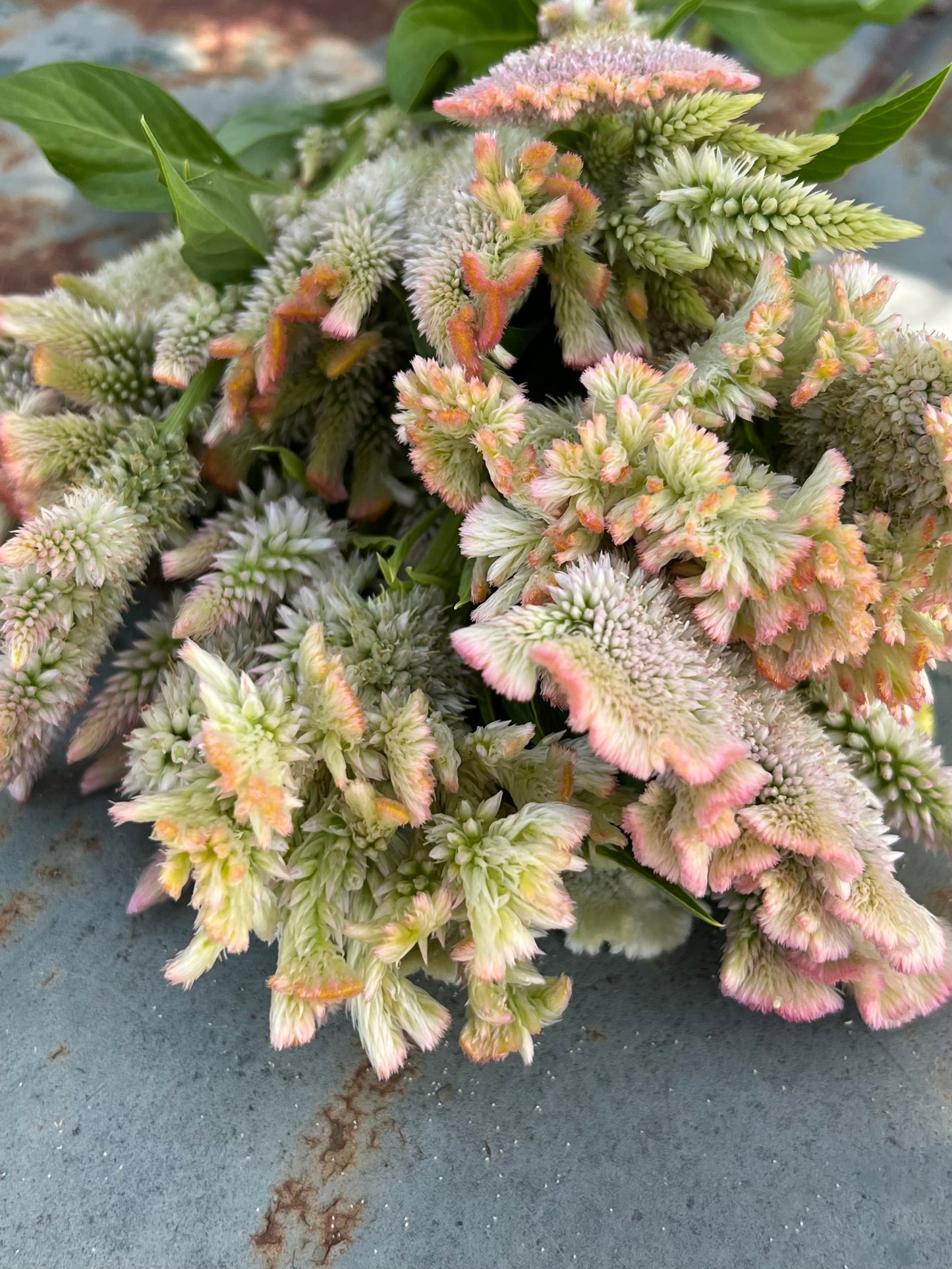 mixed seeds for champagne celosia