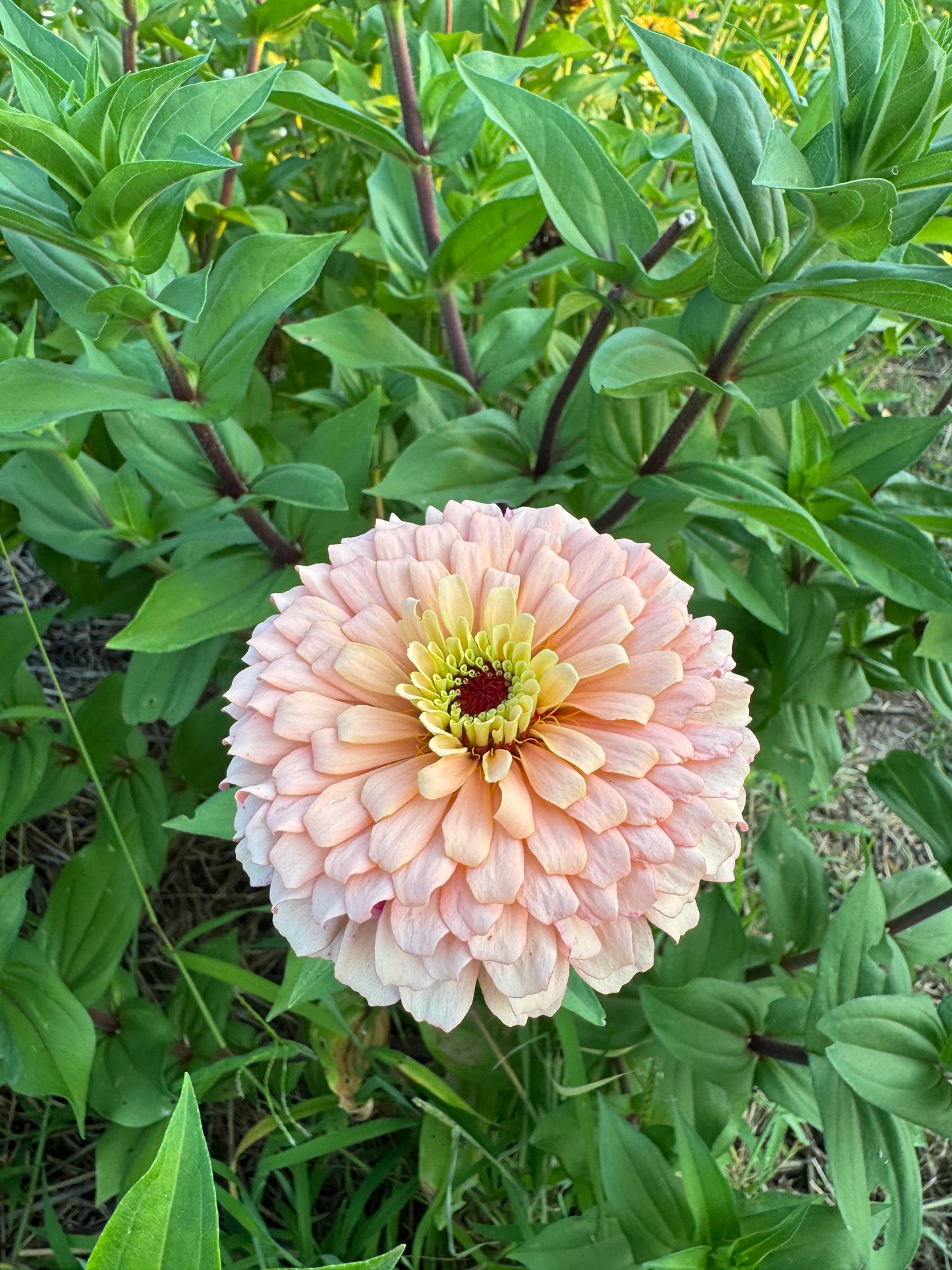 Ballerina Zinnia Seeds for Cut Flower Gardens