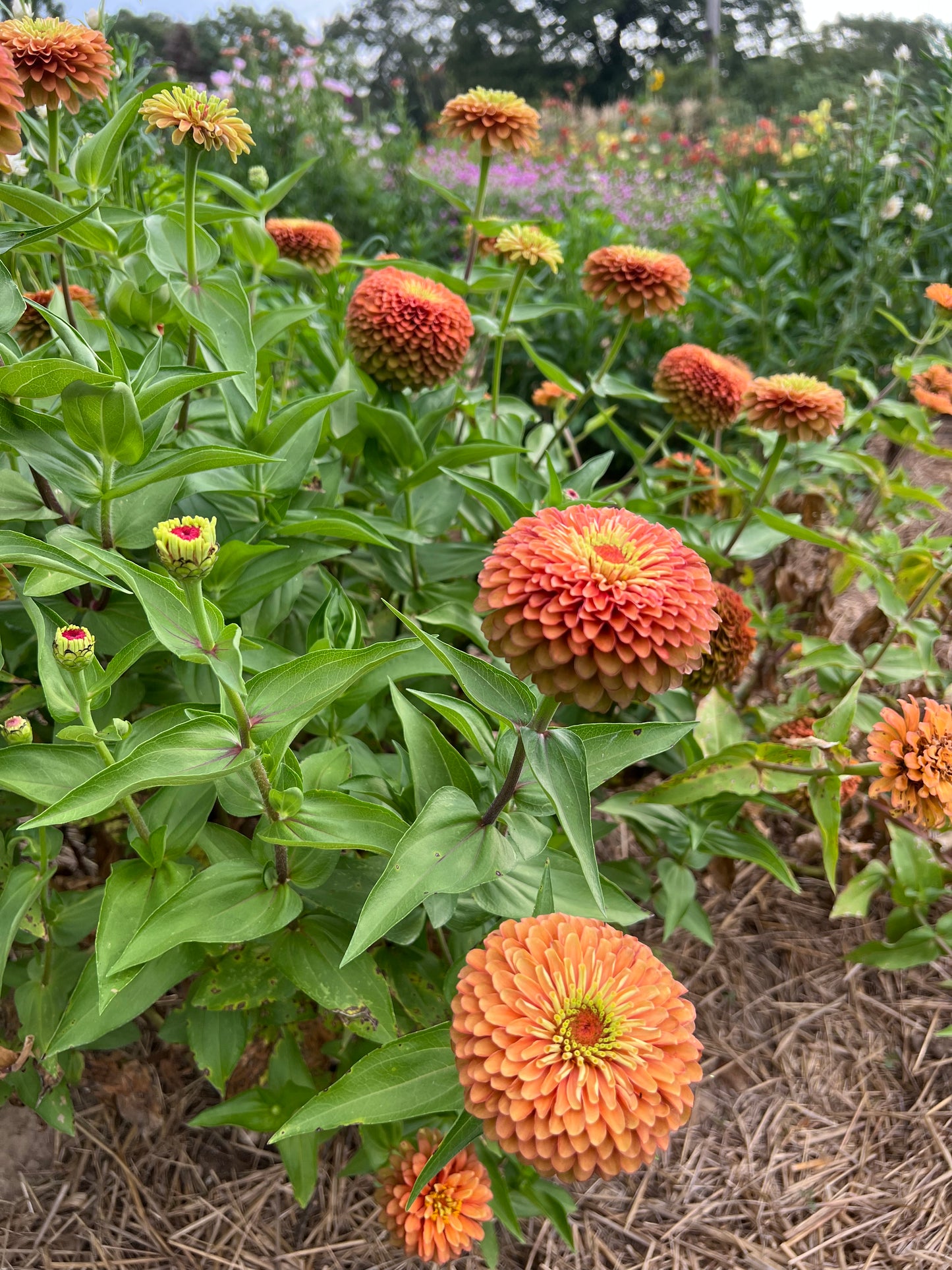 Queen Lime Orange Zinnia Seeds, Unusual Zinnia for Cut Flower Garden and Butterfly Gardens
