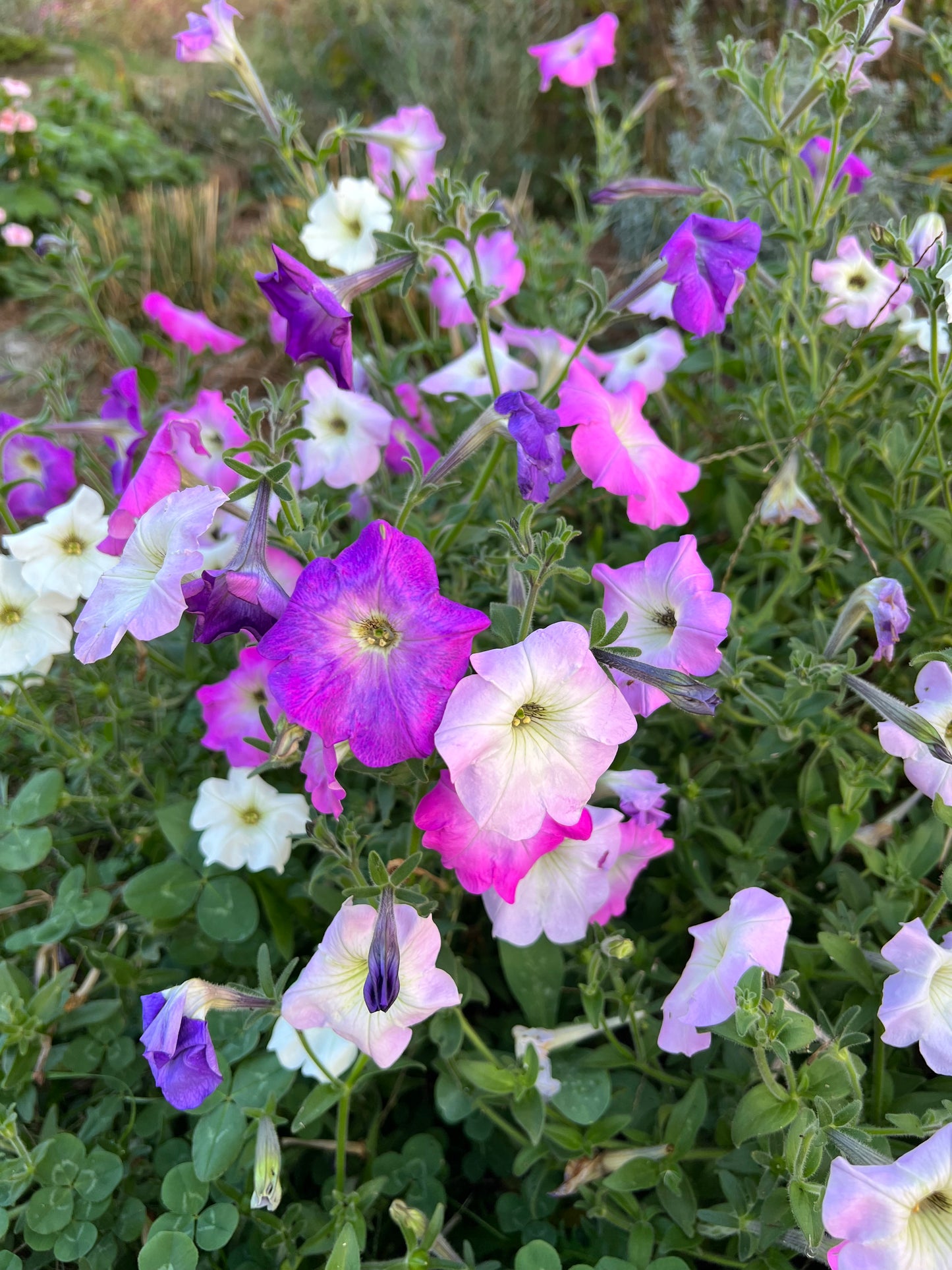 Vining Petunia Seed Mix, Old Fashioned Fragrant Petunia