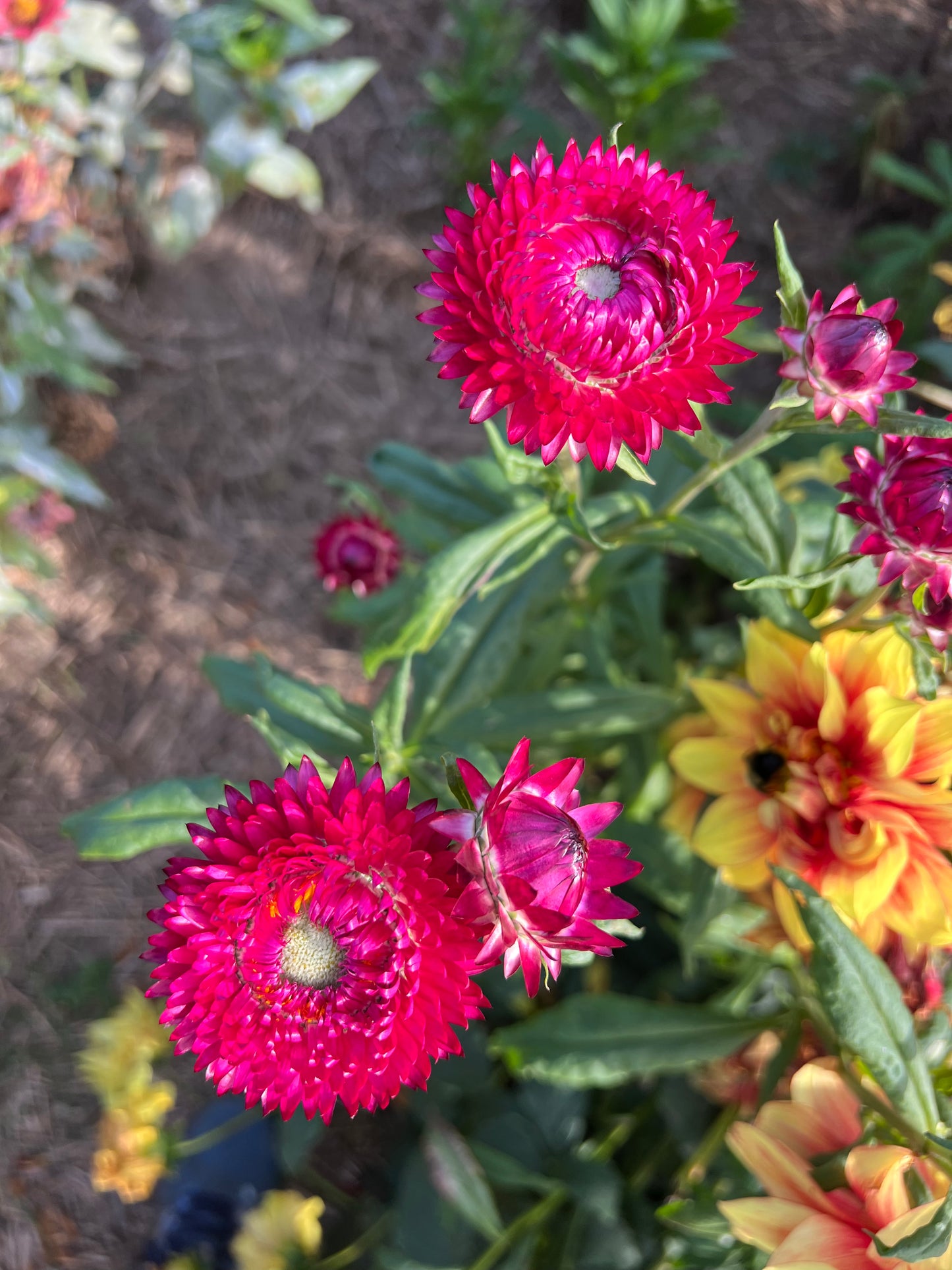 King Size Raspberry Rose Strawflower Seeds