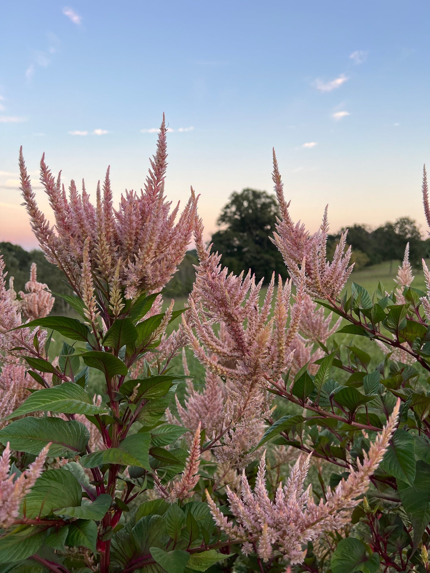 Celosia Seed Collection, 10 Varieties of Annual Celosia Seed