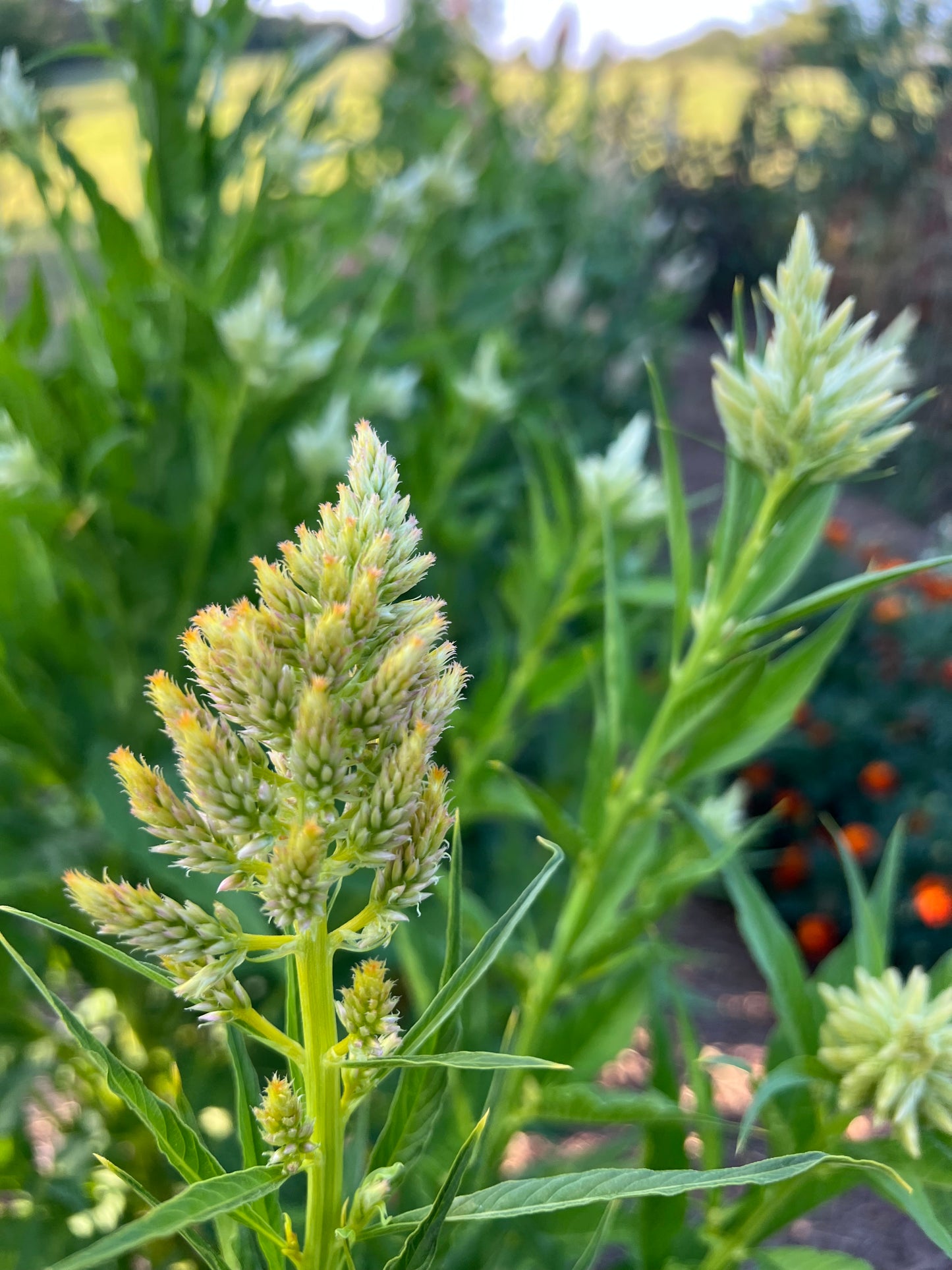 celosia in the cut flower garden