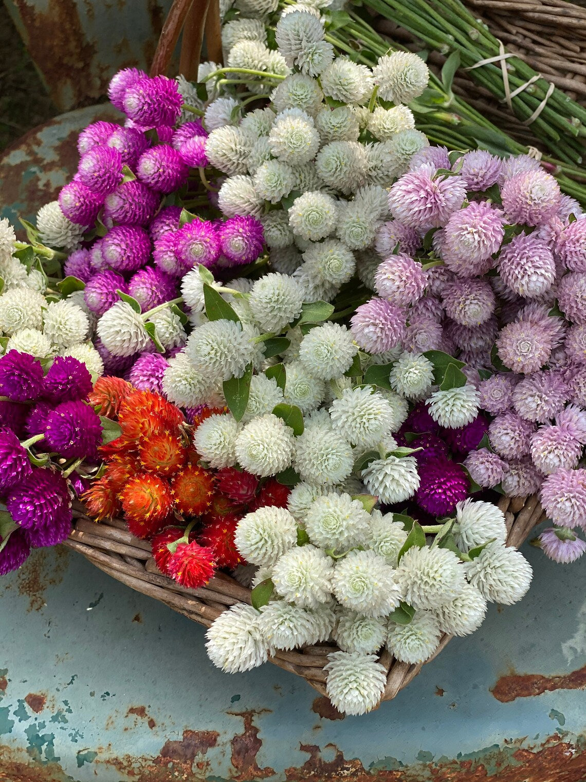 Audray Mix Gomphrena Seeds, Mixed Colors of Globe Amaranth, Great for Fresh or Dried Florals