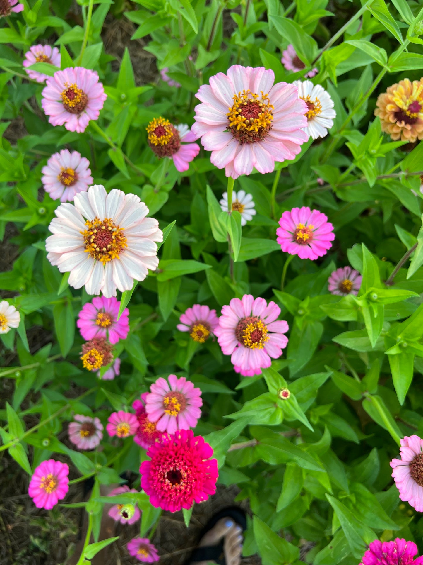 crested zinnia in the cut flower garden