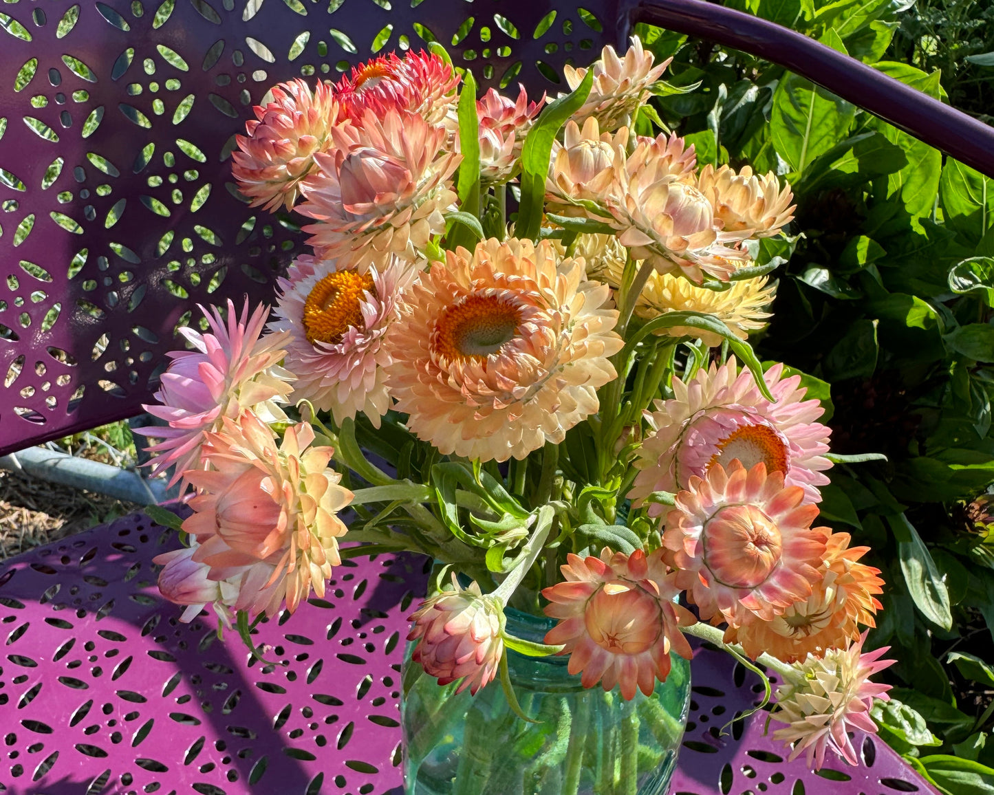 Pastel Seashell Mix Strawflowers for cut flower gardens