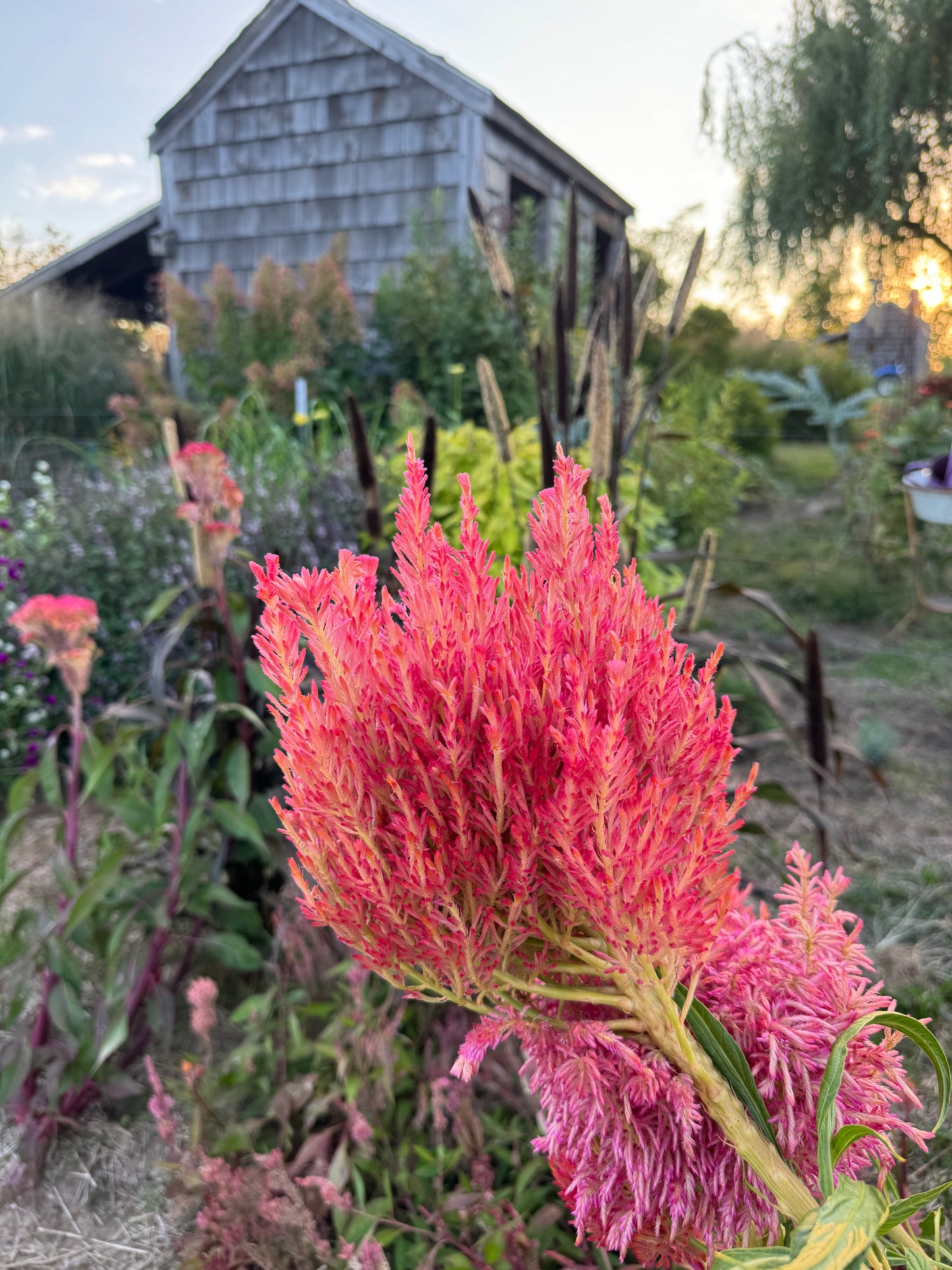 rose gold celosia plumes in the cut flower garden