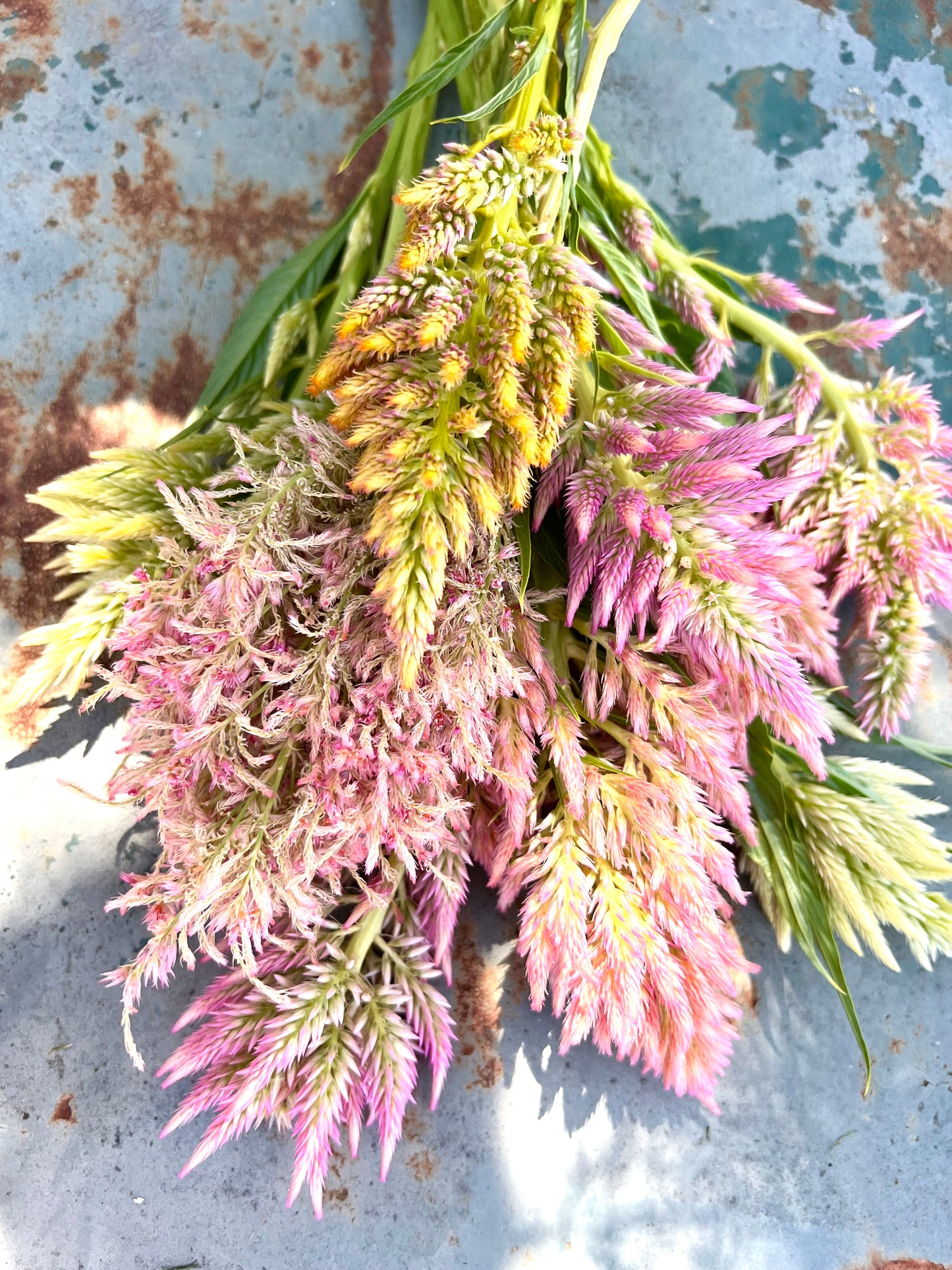 Rainbow summer sherbet celosia seeds