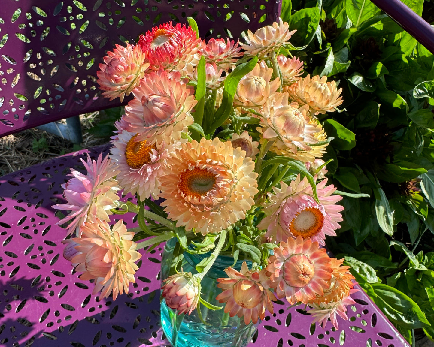soft colors of strawflowers can be used fresh or dried for floral crafts