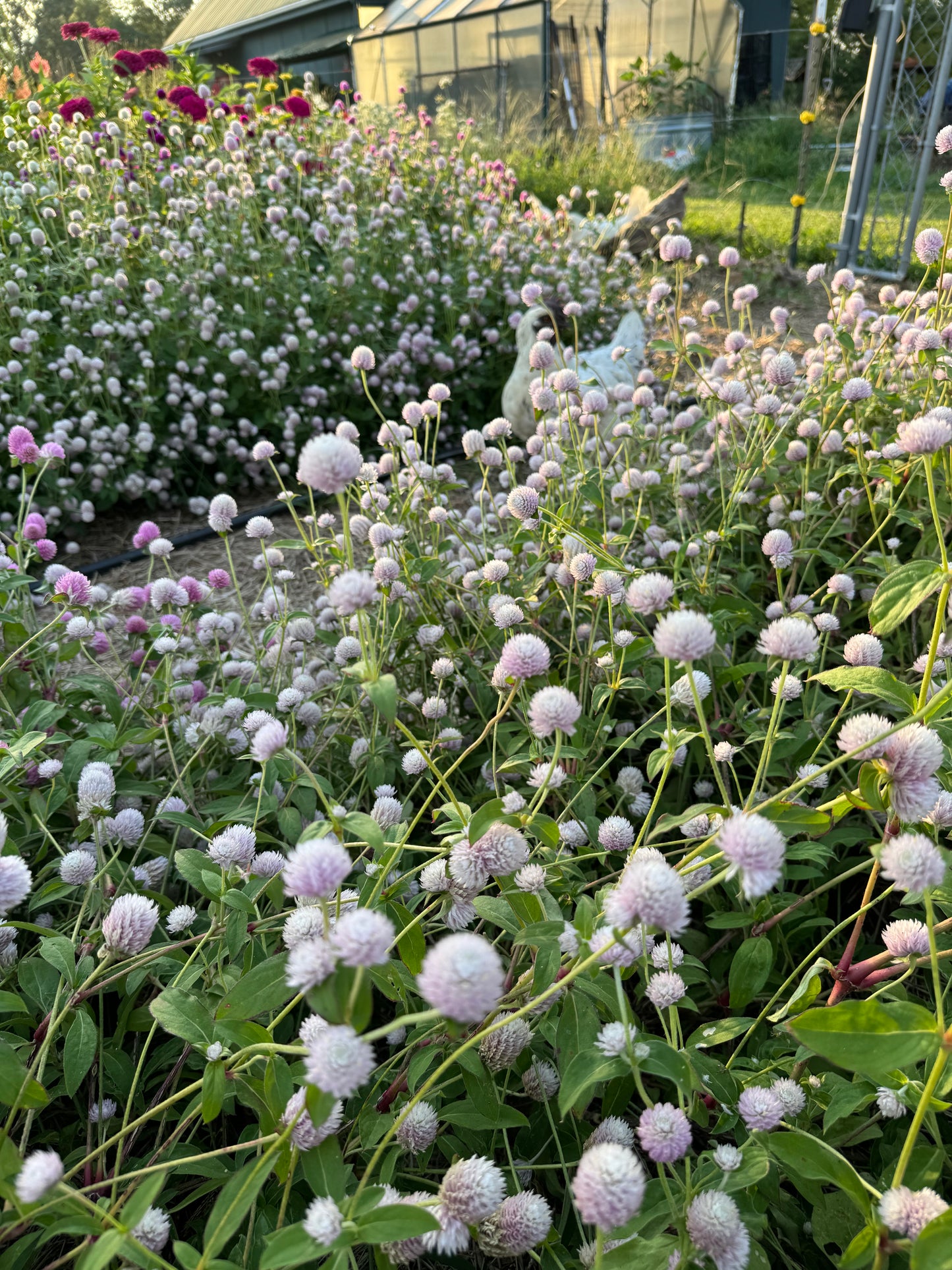 pale pink gomphrena in the summer garden