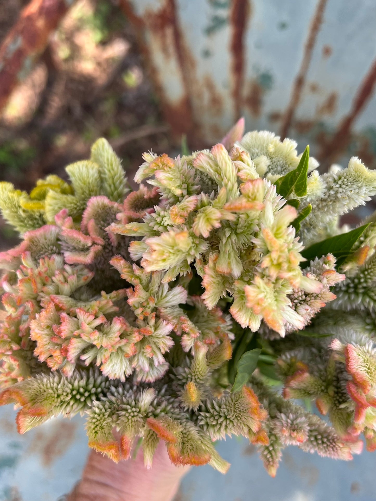 champagne celosia in soft pastels