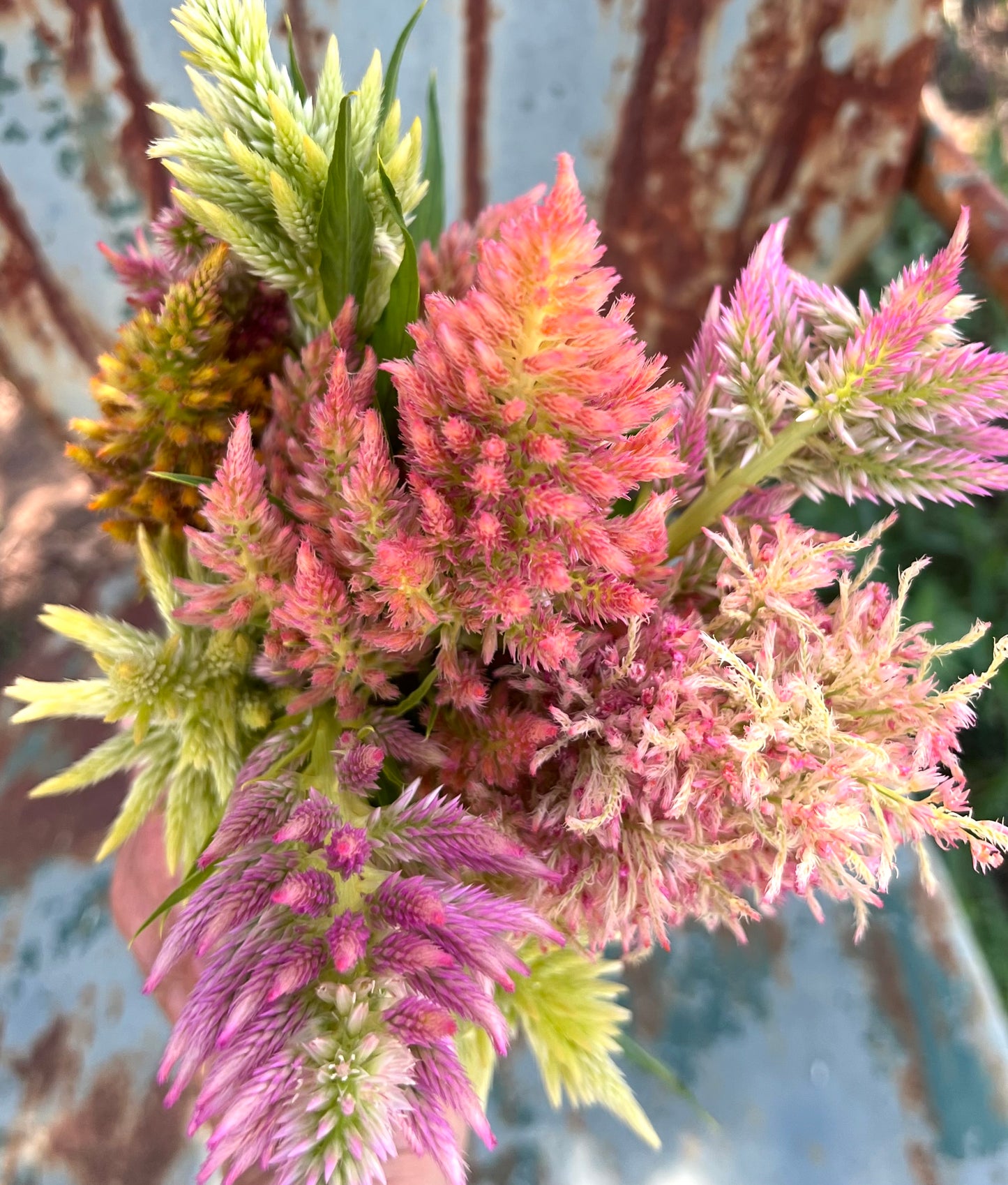 Summer Sherbet Plume Celosia Seed, 50 Seeds for Rainbow Sherbet Celosia