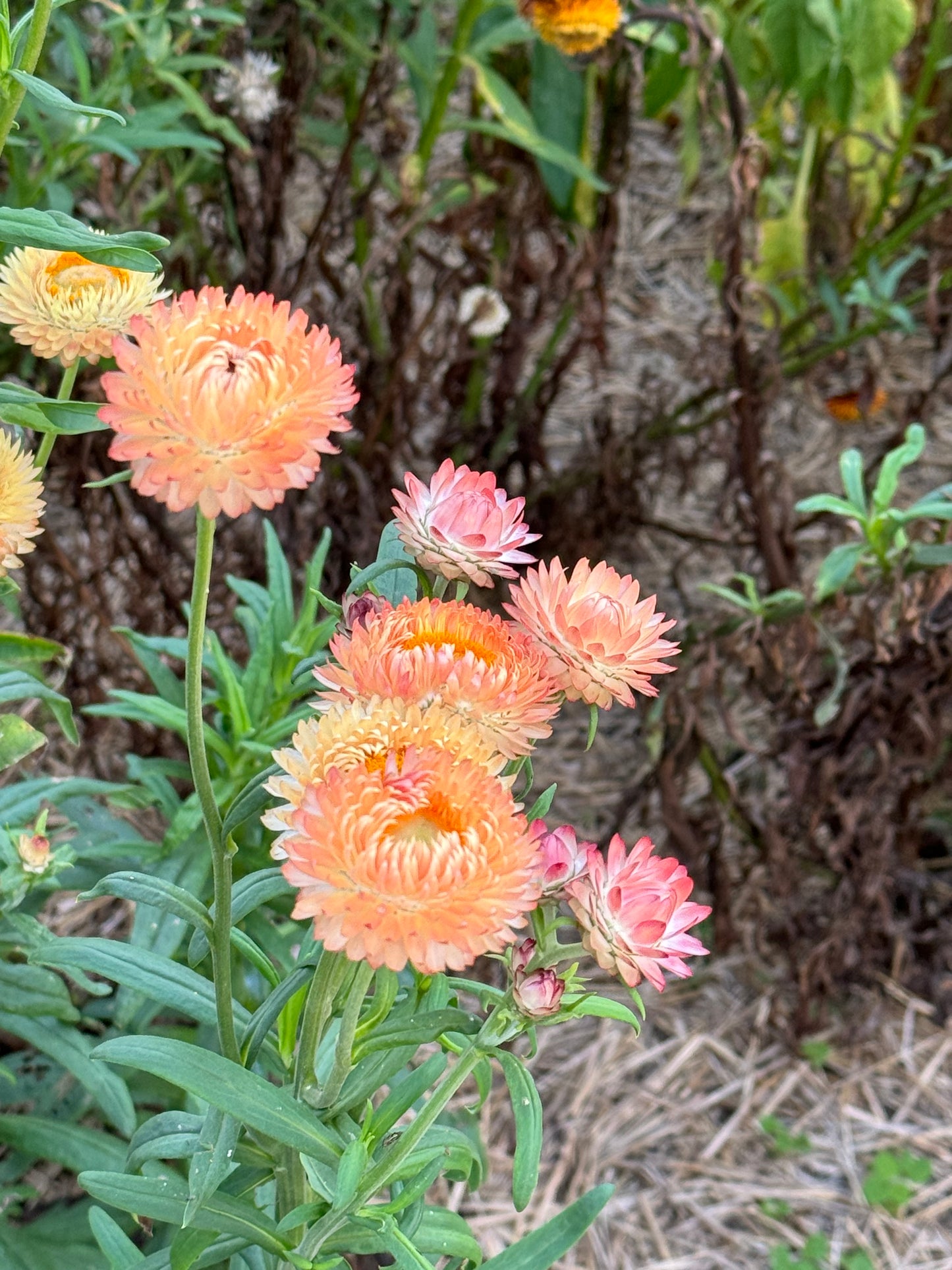 pastel colors Seashell Mix Strawflowers in the cut flower garden