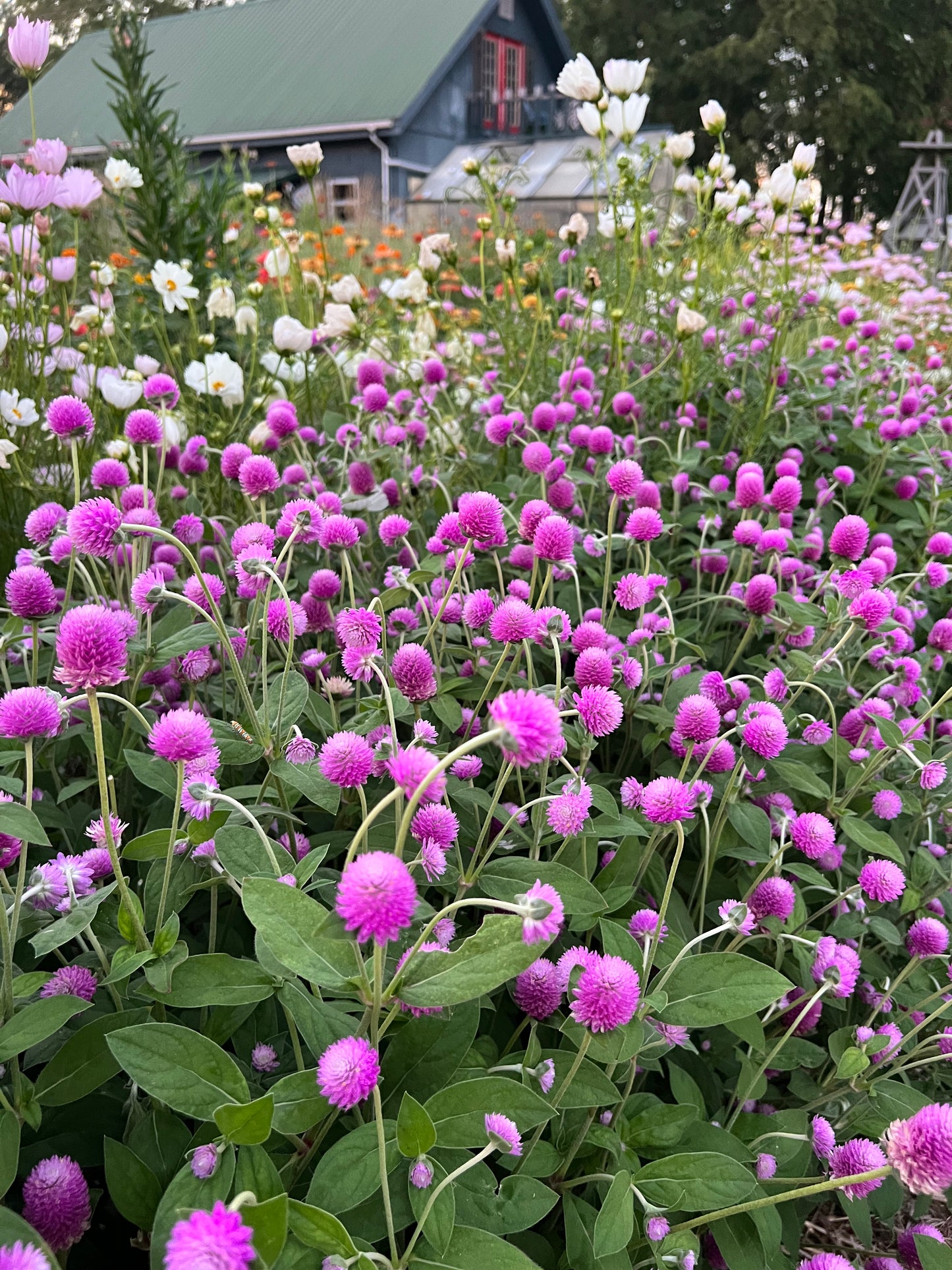 audray pink globe amaranth for cut flower gardens